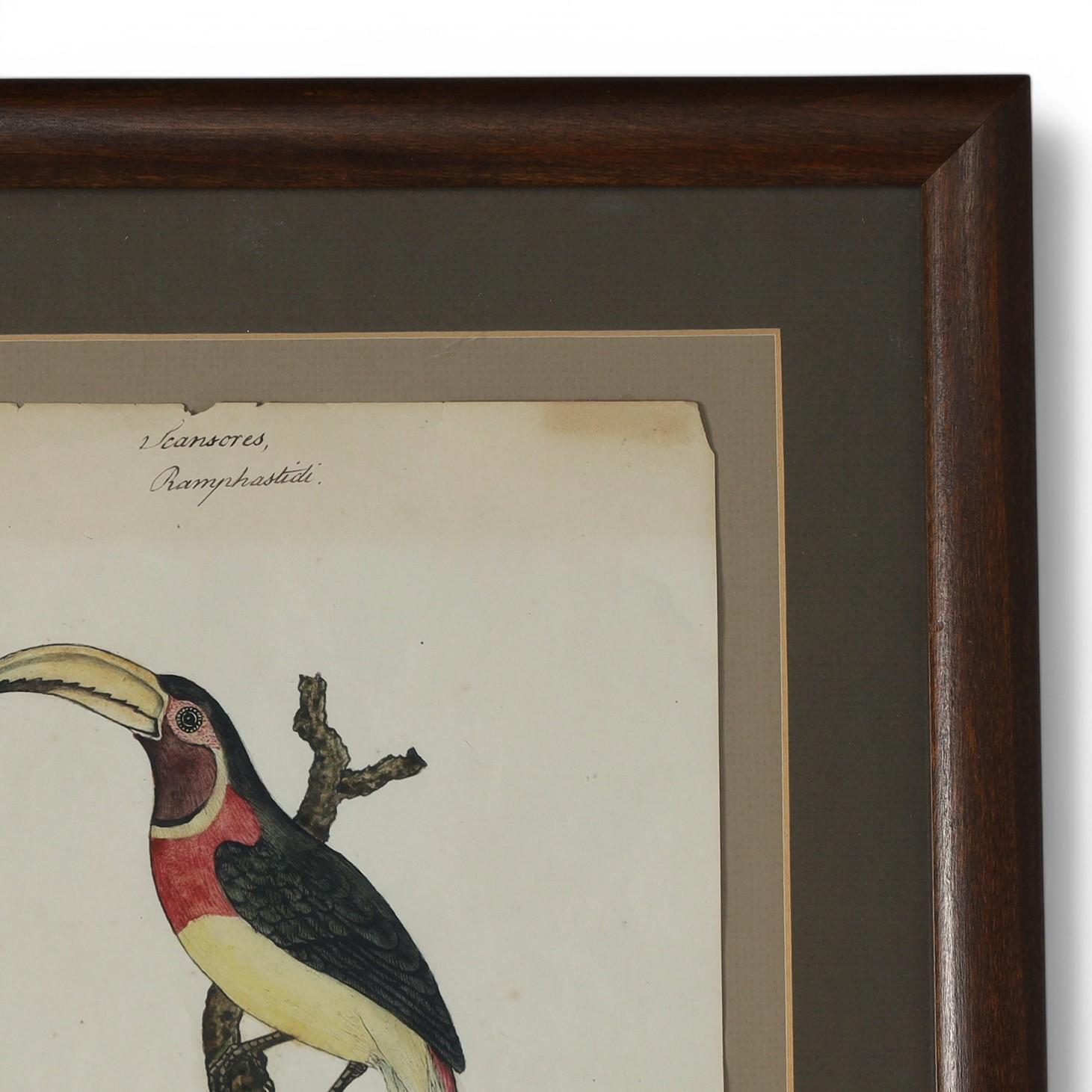 Georgiano Antico acquerello e inchiostro inglese di William Goodall incorniciato raffigurante un tucano in vendita