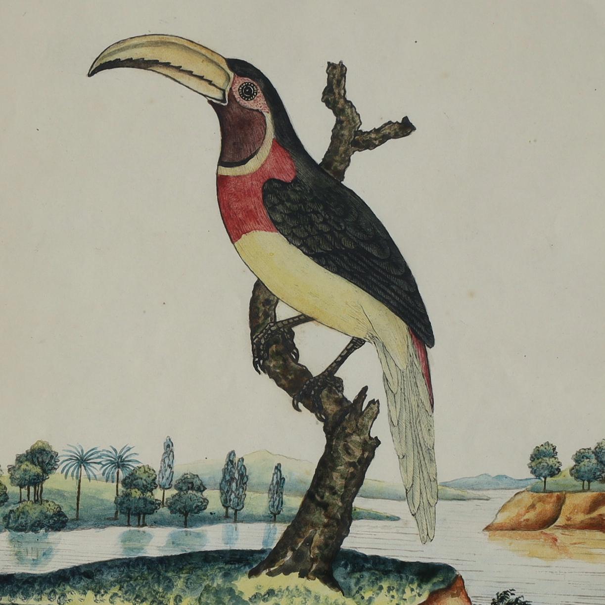 Inglese Antico acquerello e inchiostro inglese di William Goodall incorniciato raffigurante un tucano in vendita