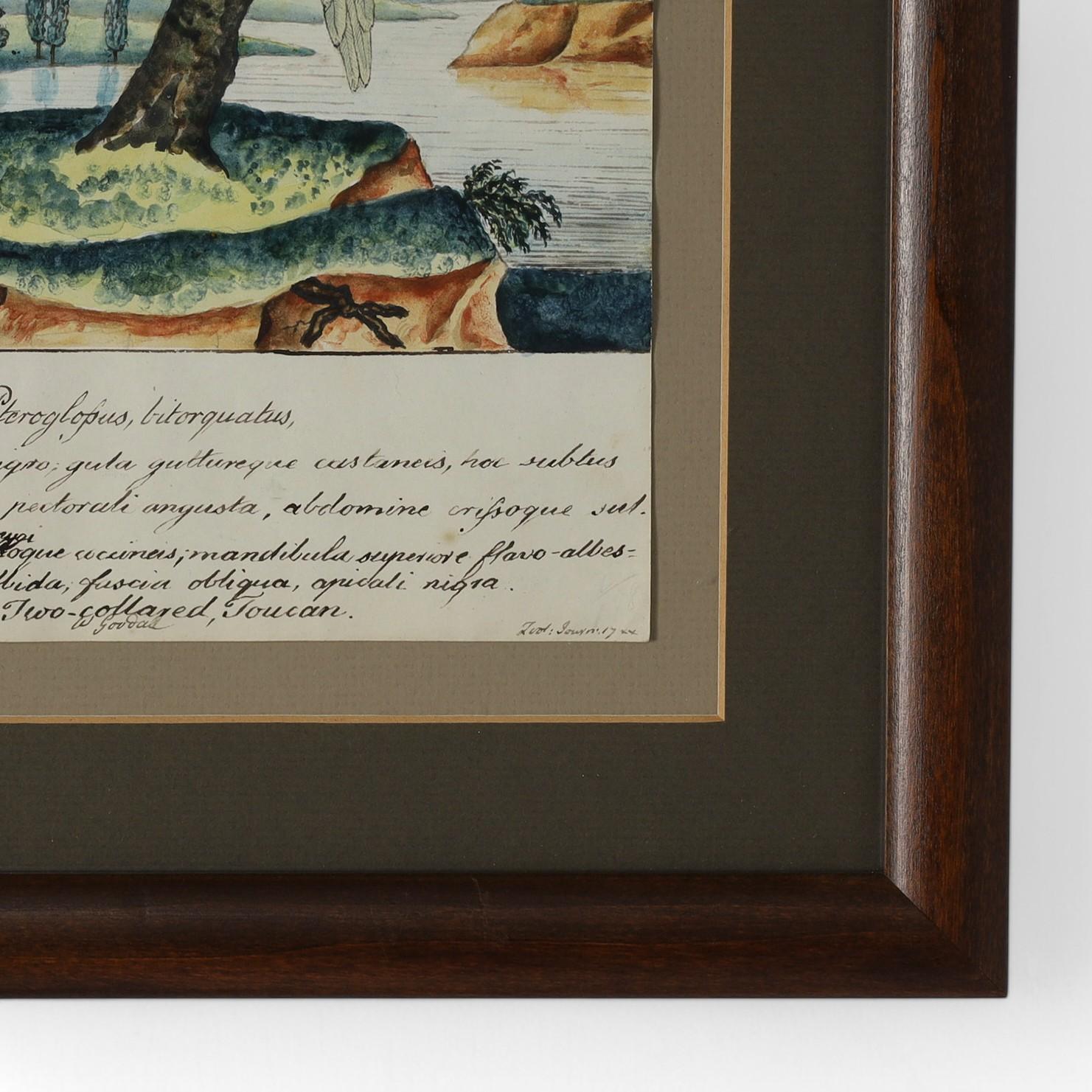 Dipinto a mano Antico acquerello e inchiostro inglese di William Goodall incorniciato raffigurante un tucano in vendita