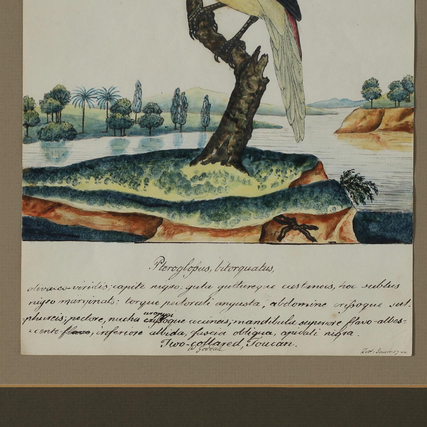 Antico acquerello e inchiostro inglese di William Goodall incorniciato raffigurante un tucano In condizioni buone in vendita a Palm Beach, FL