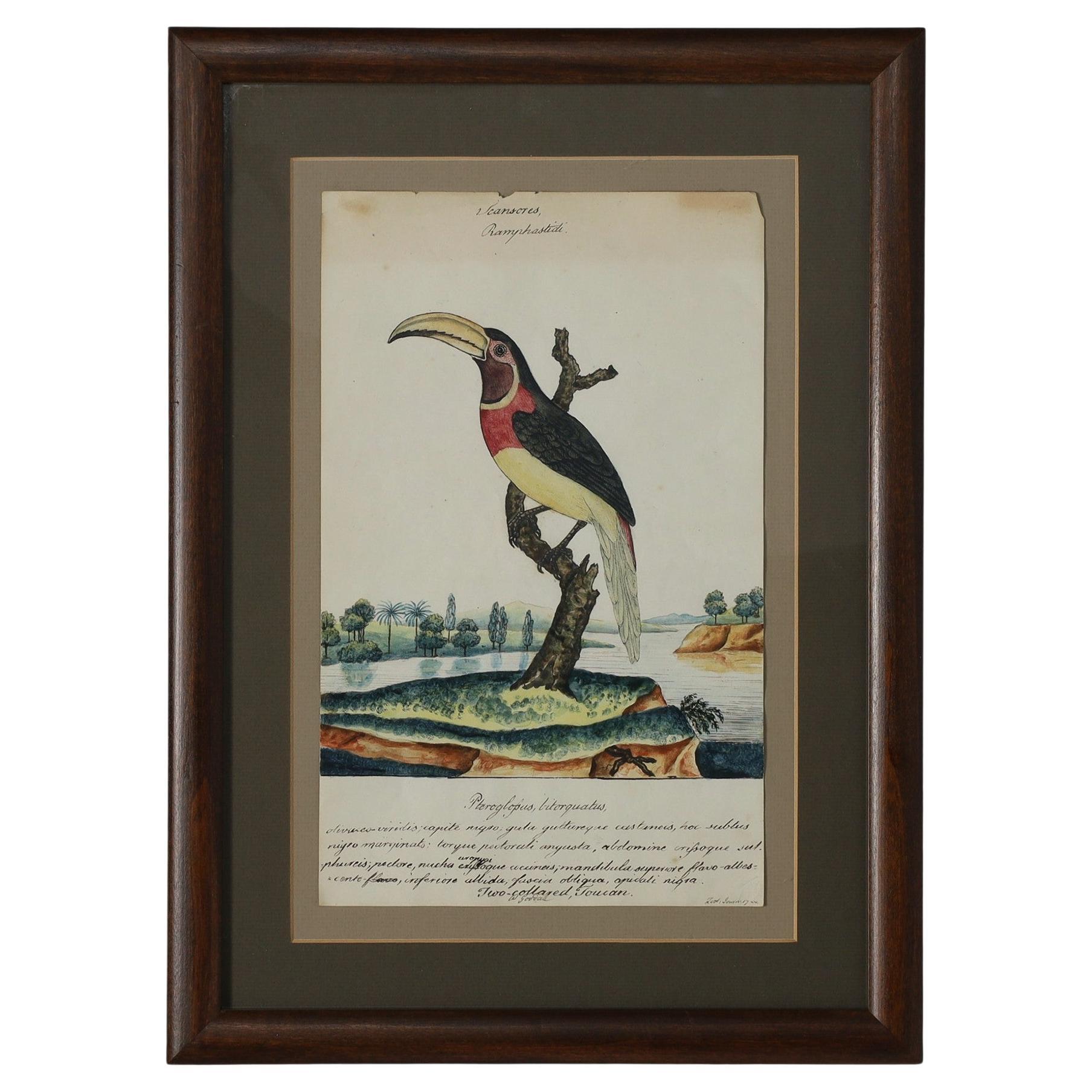 Antique William Goodall Framed English Watercolor and Ink of a Toucan