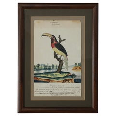 Antico acquerello e inchiostro inglese di William Goodall incorniciato raffigurante un tucano