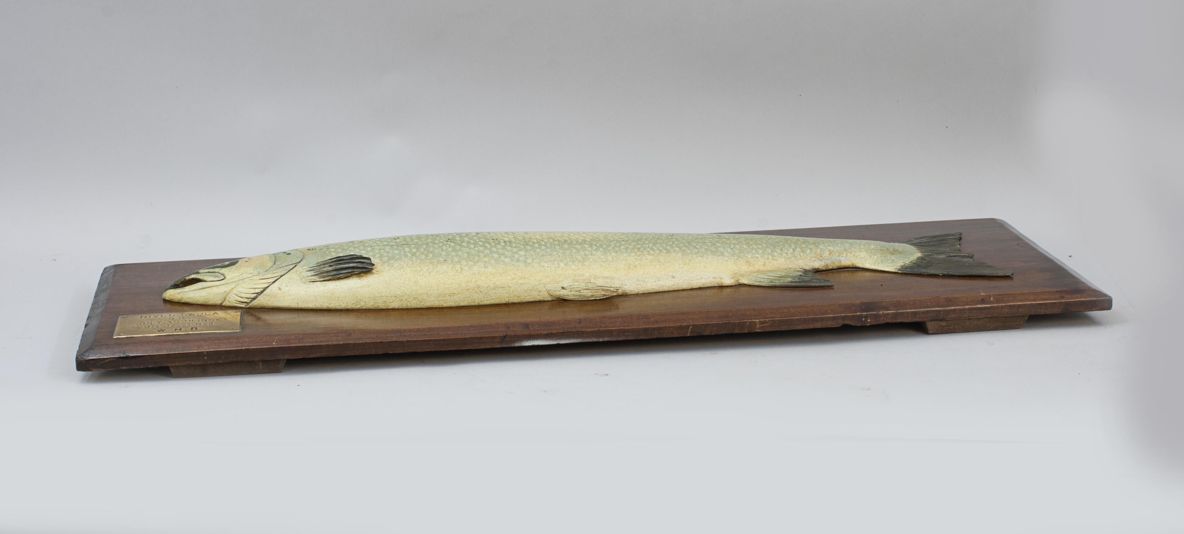 Pez Trofeo Trucha Marina Model.
Excelente trucha de mar tallada en madera y montada sobre el tablero original de bordes biselados y pulidos. El reverso del tablero tiene un estarcido 