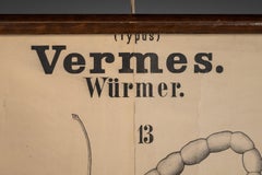 Antique "Würmer" Worm Wall Chart by Rudolf Leuckart, 1885