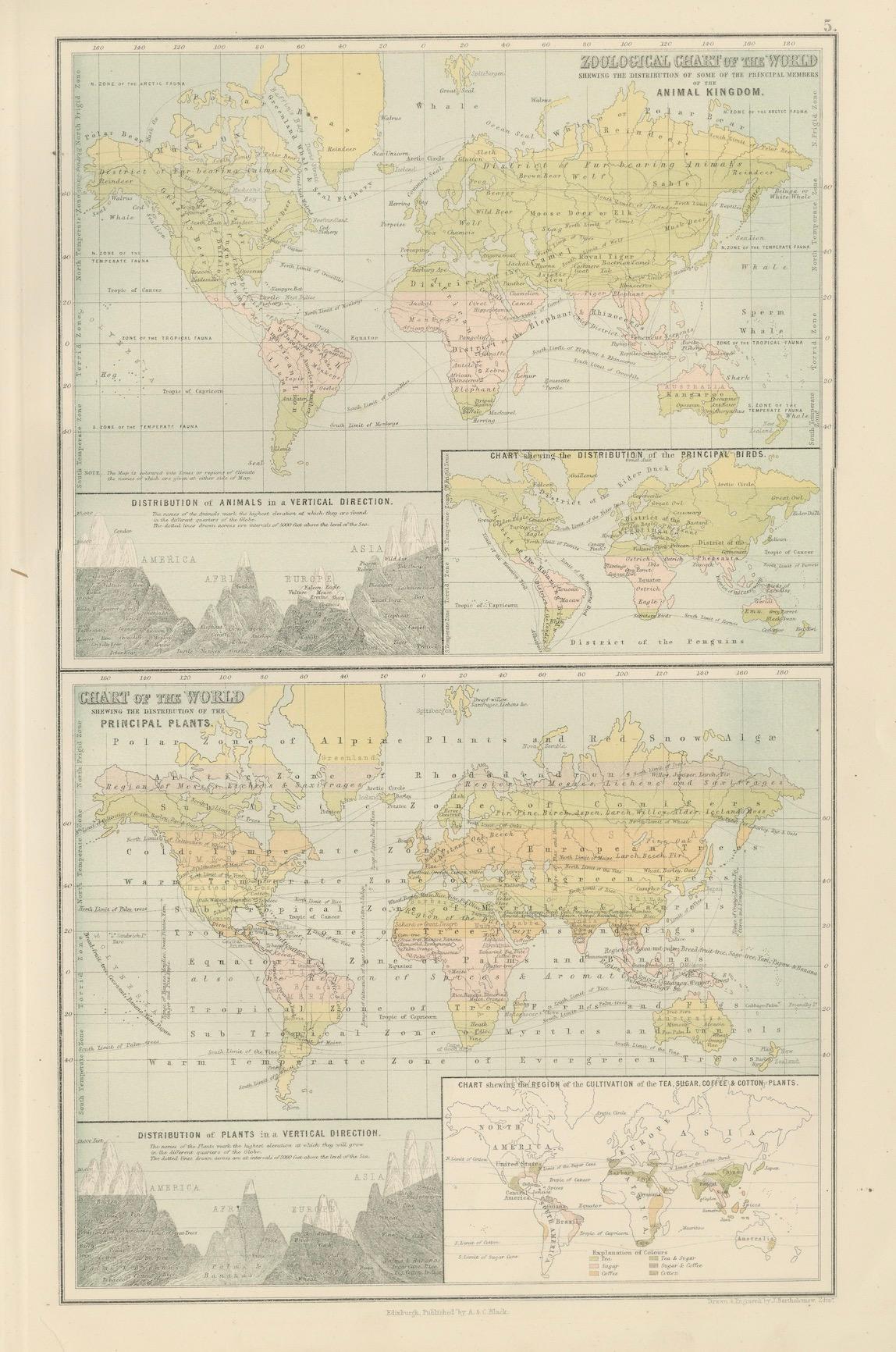 Antique Zoological and Botanical Chart of the World – Decorative Map, 1884 For Sale 4