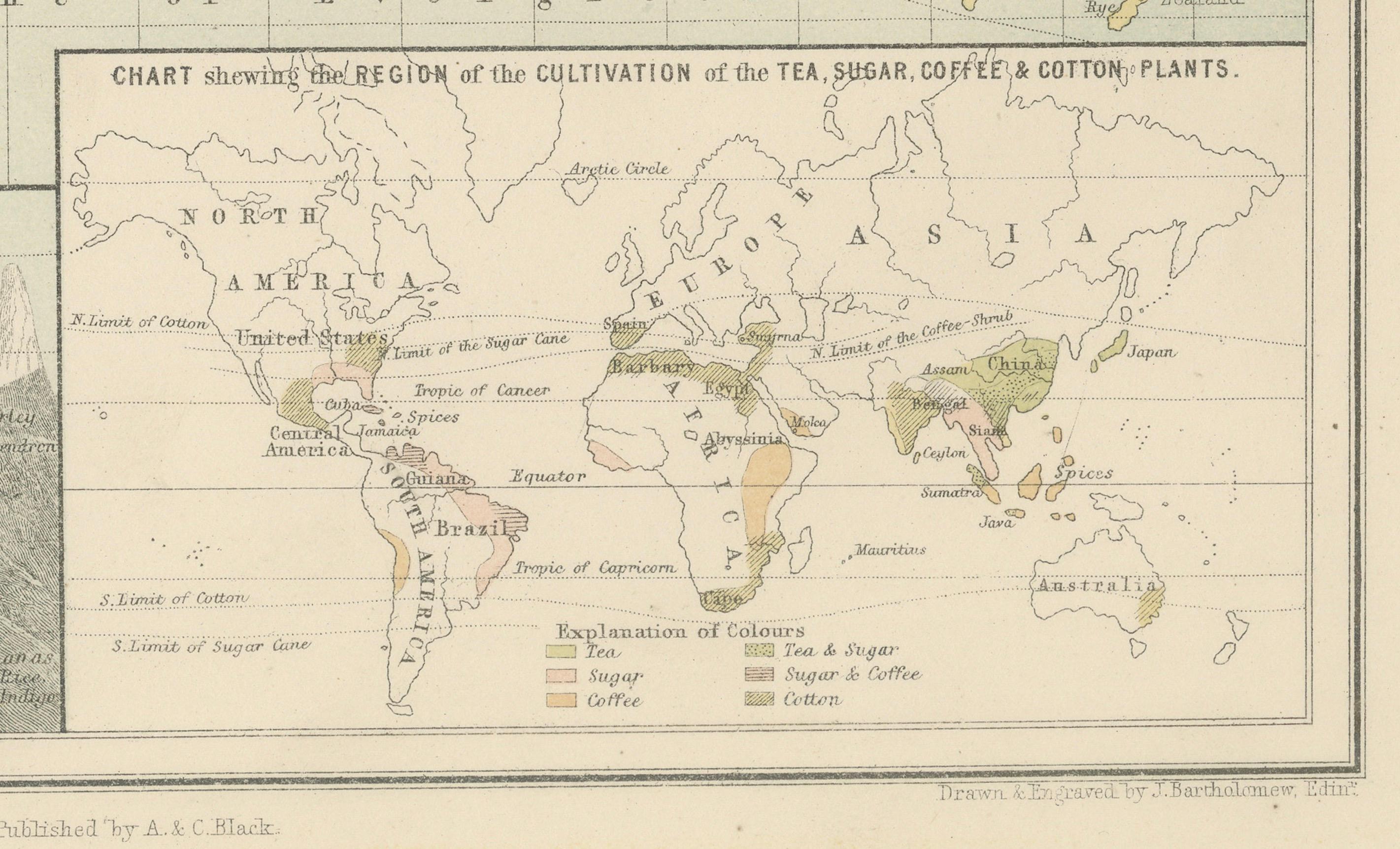 Late 19th Century Antique Zoological and Botanical Chart of the World – Decorative Map, 1884 For Sale