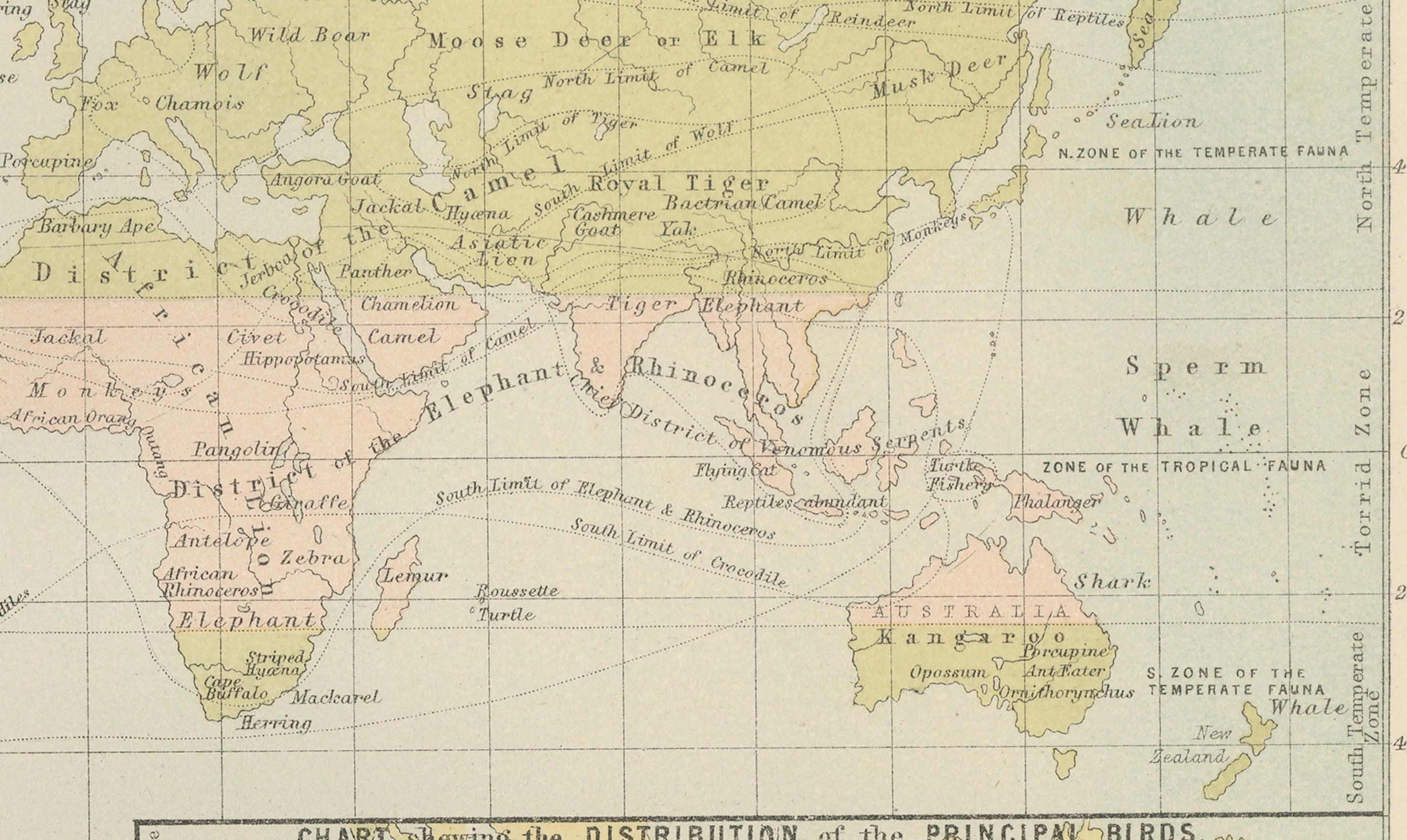 Antique Zoological and Botanical Chart of the World – Decorative Map, 1884 For Sale 1
