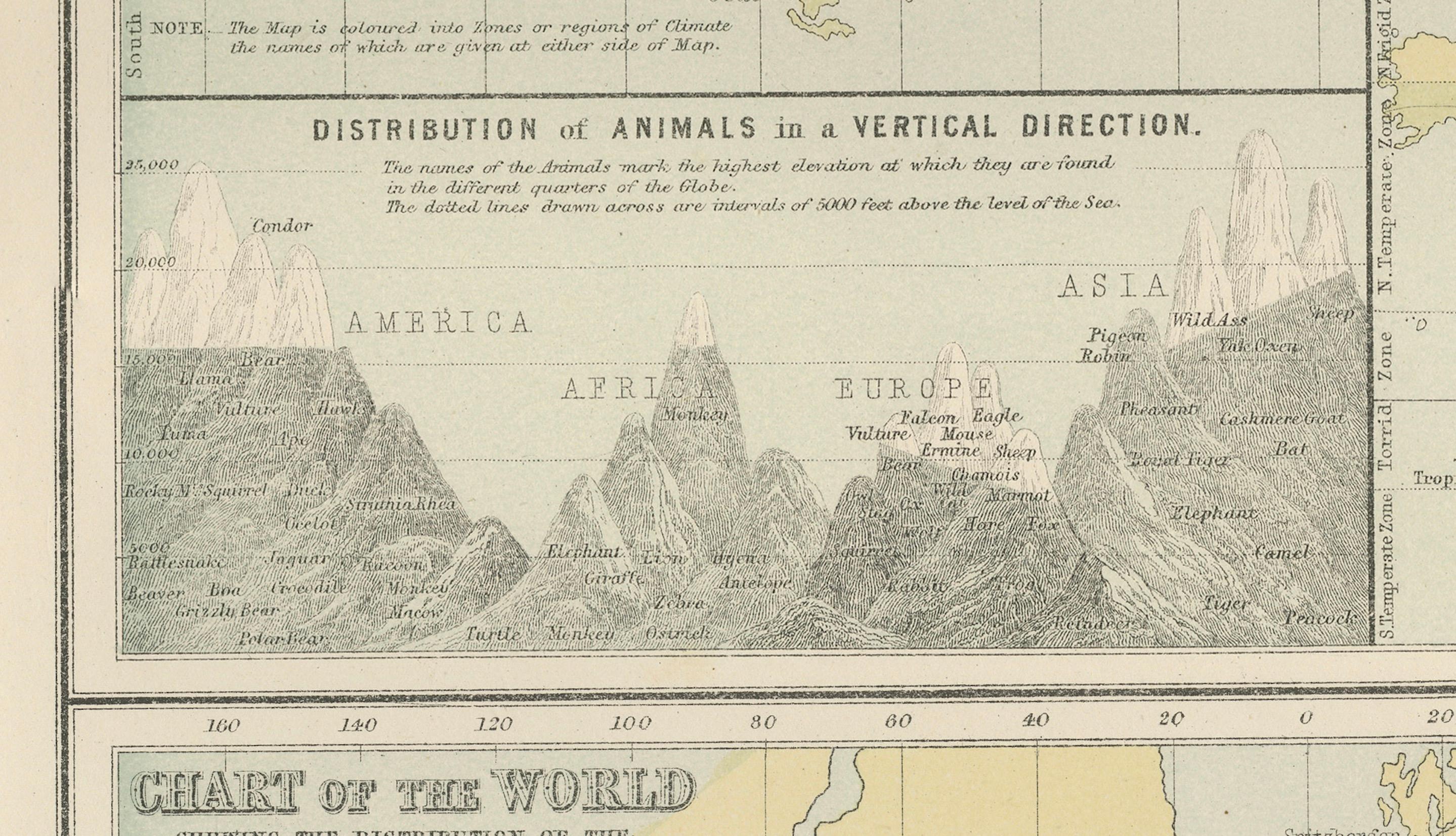 Antique Zoological and Botanical Chart of the World – Decorative Map, 1884 For Sale 3