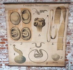 Antique Zoological Cestodes Wall Chart