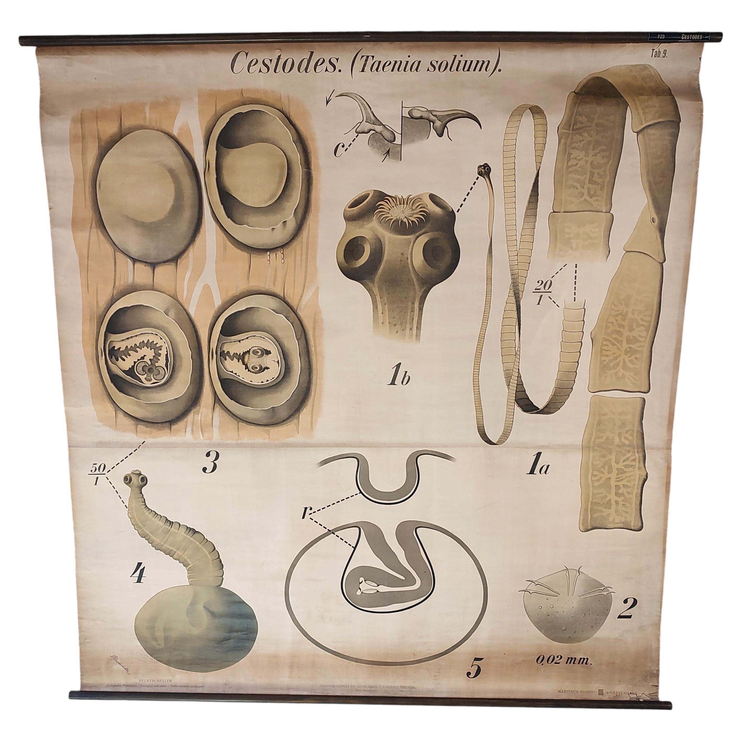 Antike zoologische Cestoden Wandtafel
