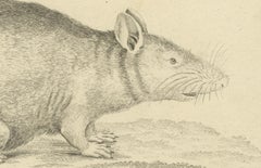 Antique Zoological Engraving of a Rodent, D.R. Nitschmann & J. Nußbiegel, c.1800