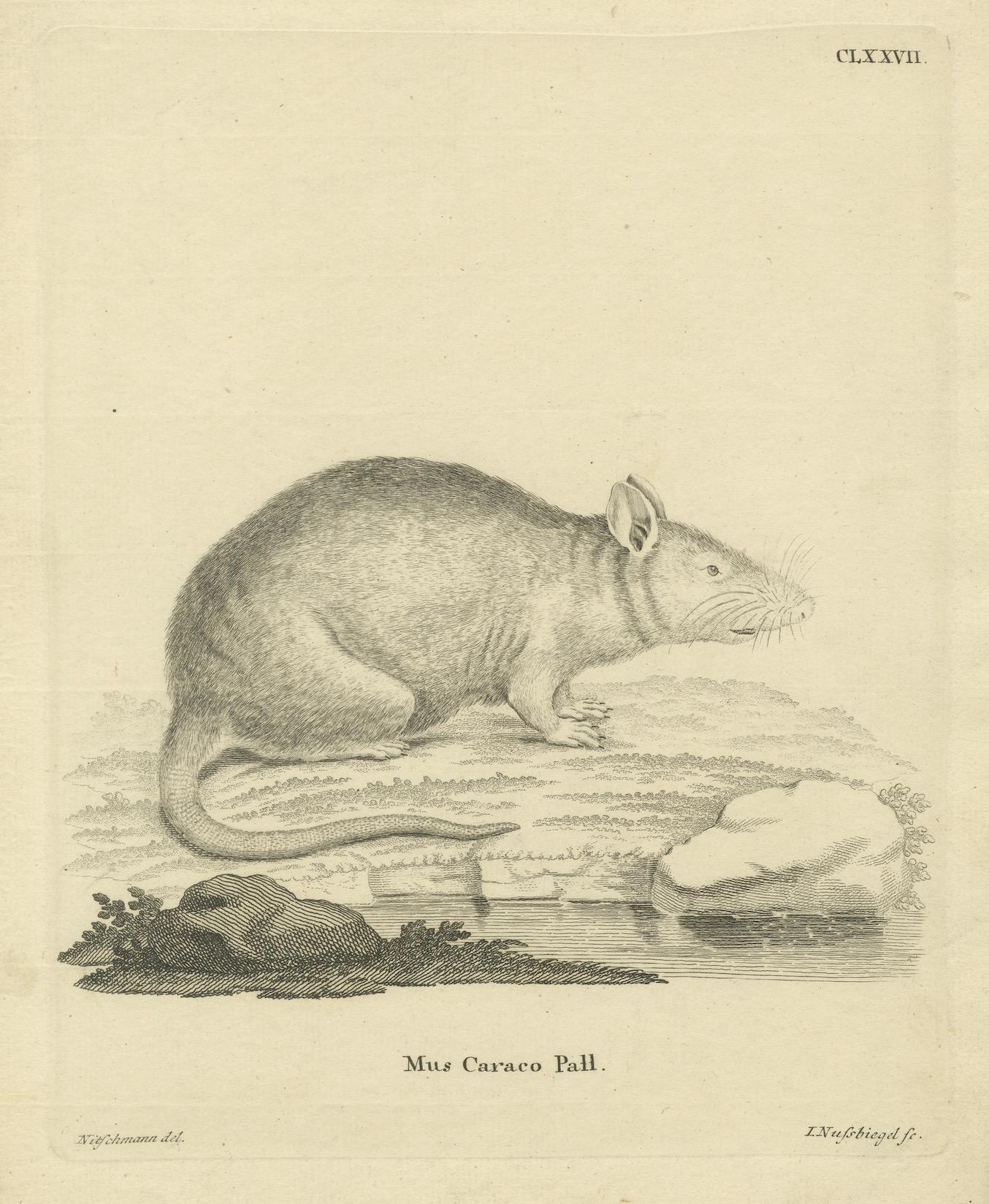 Antiker zoologischer Stich eines Nagetiers, D.R. Nitschmann & J. Nußbiegel, um 1800 im Zustand „Gut“ im Angebot in Langweer, NL