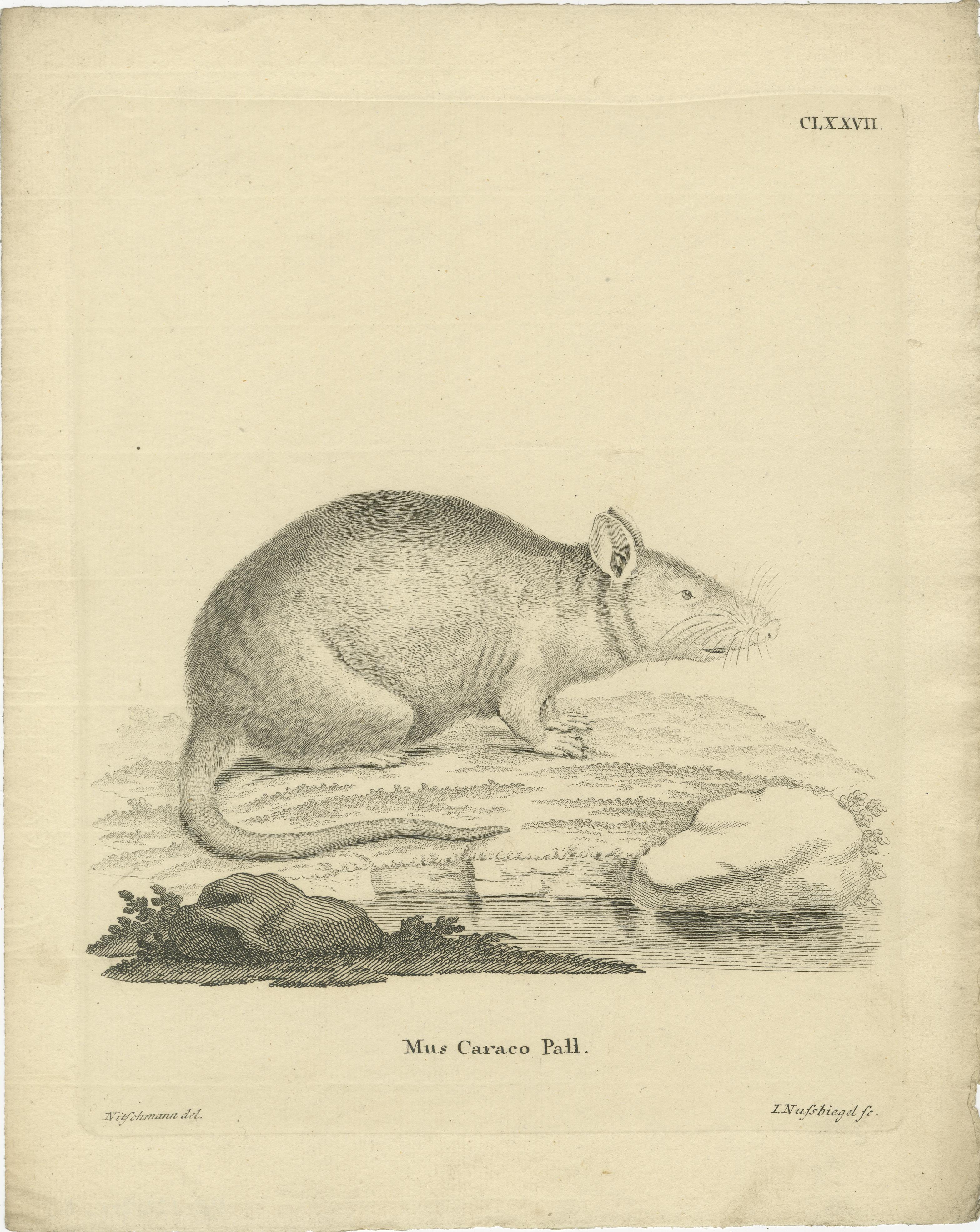 Antiker zoologischer Stich eines Nagetiers, D.R. Nitschmann & J. Nußbiegel, um 1800 (19. Jahrhundert) im Angebot