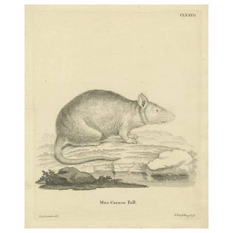 Antique Zoological Engraving of a Rodent, D.R. Nitschmann & J. Nußbiegel, c.1800