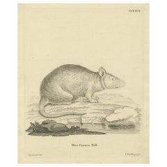Antique Zoological Engraving of a Rodent, D.R. Nitschmann & J. Nußbiegel, c.1800