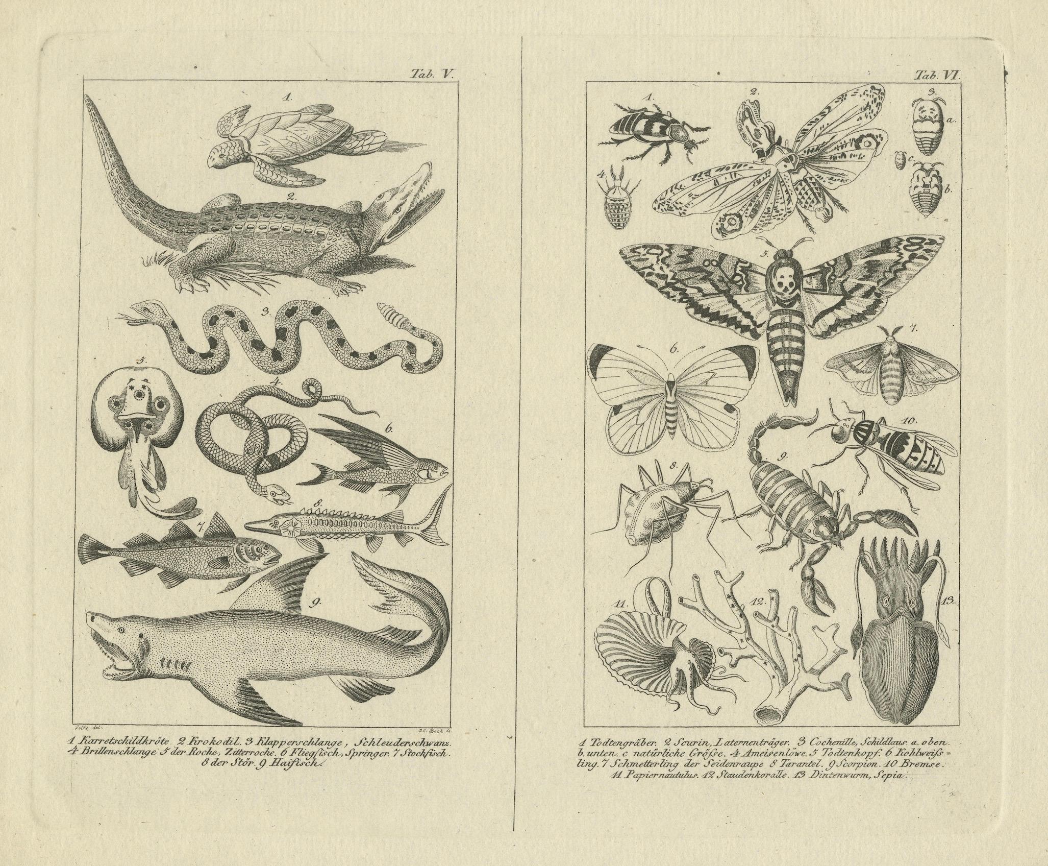 Antique Engravings of Reptiles, Fish, and Insects, Tab. V & VI, circa 1800

This fine double natural history engraving, titled “Tab. V” and “Tab. VI,” presents an engaging selection of reptiles, amphibians, fish, insects, and marine life. Created
