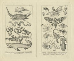Antique Zoological Engravings of Reptiles, Fish & Insects, c.1800