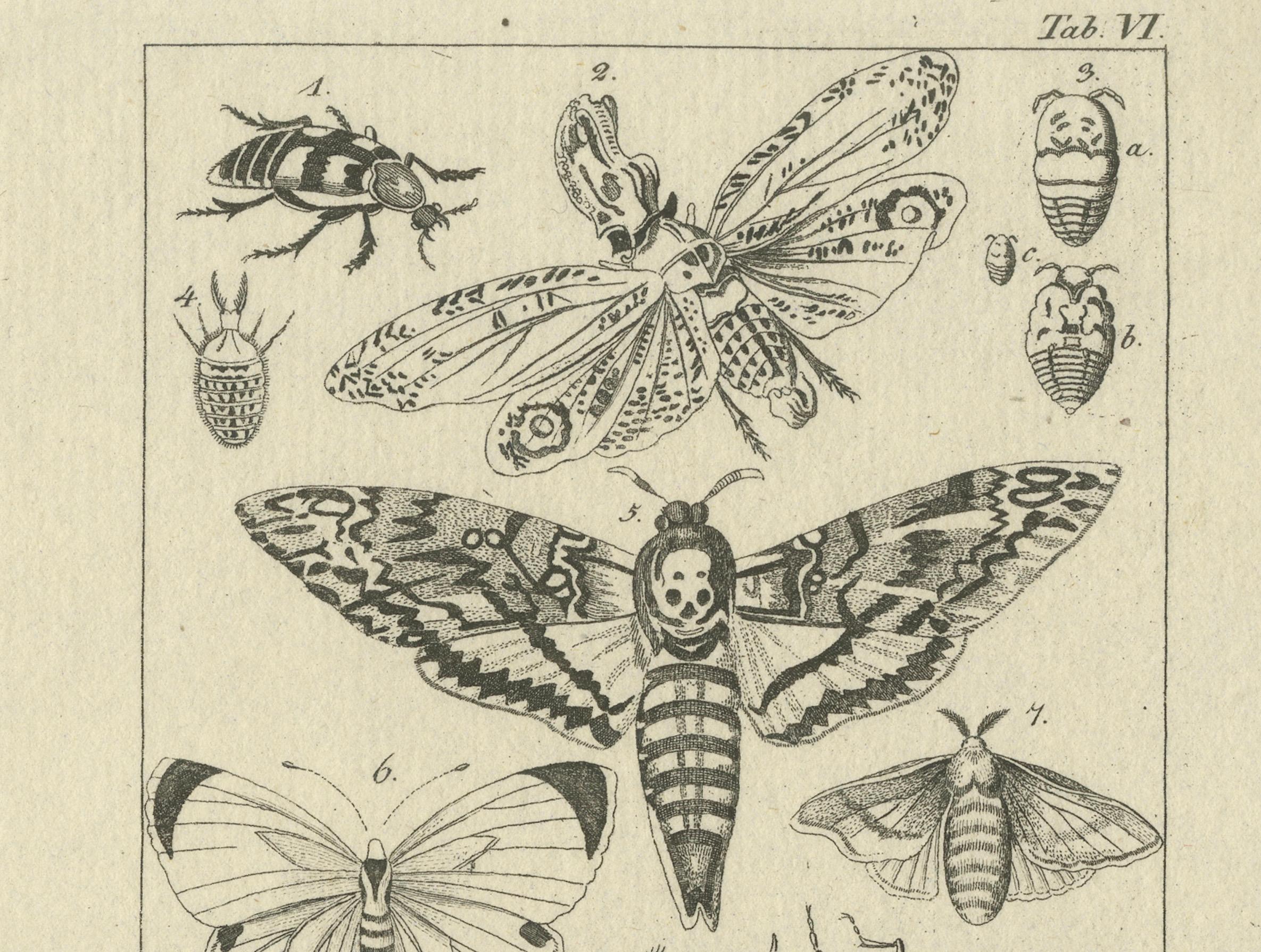Antique Zoological Engravings of Reptiles, Fish & Insects, c.1800 (Deutsch) im Angebot