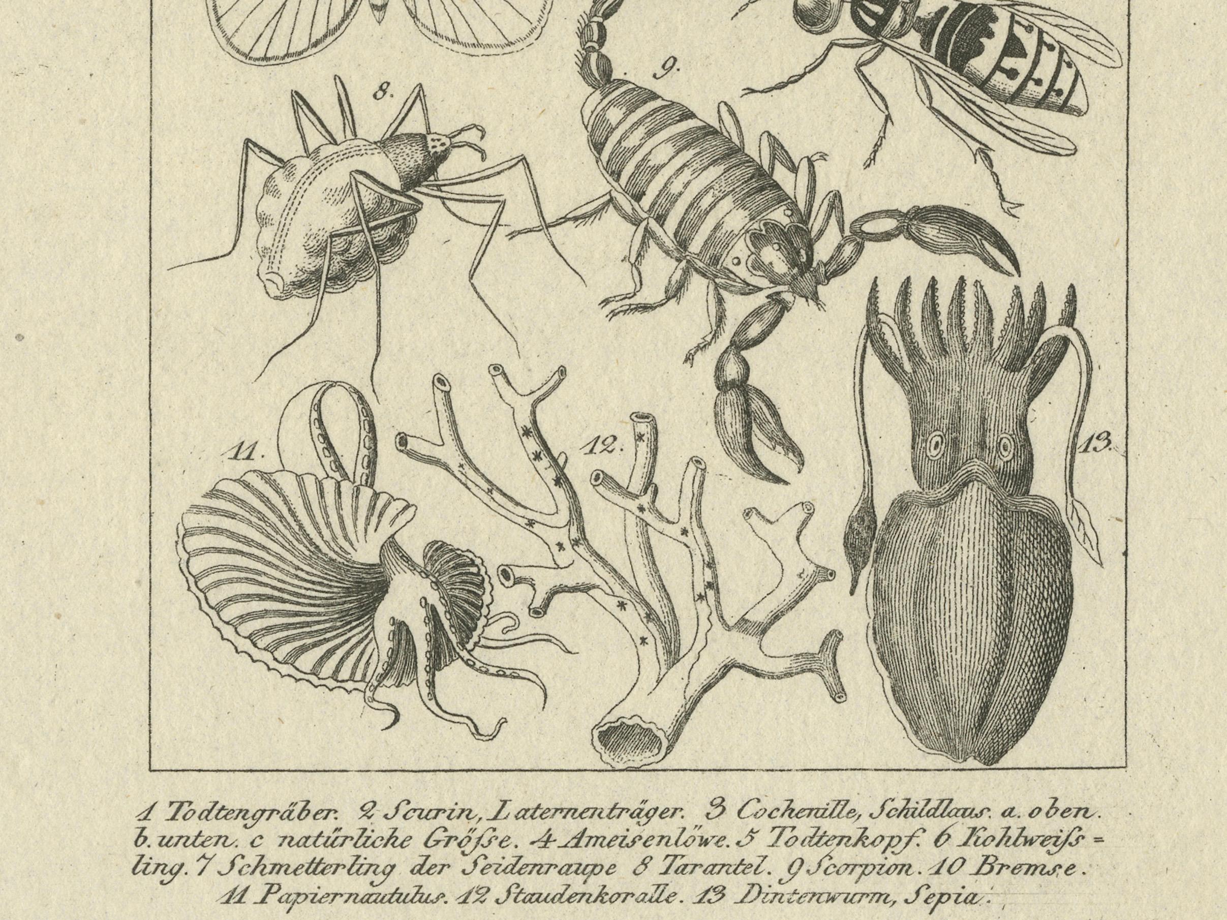 Antique Zoological Engravings of Reptiles, Fish & Insects, c.1800 (Graviert) im Angebot
