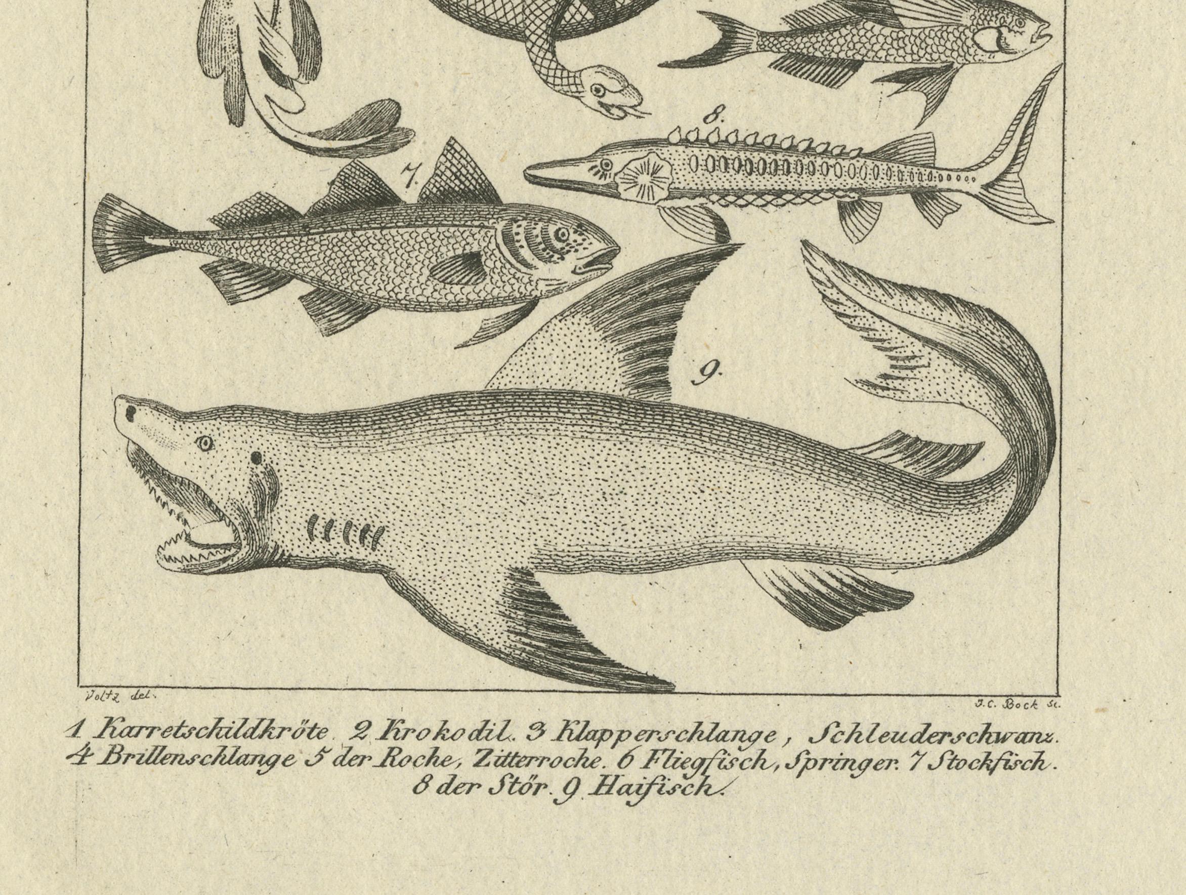 Antique Zoological Engravings of Reptiles, Fish & Insects, c.1800 im Zustand „Gut“ im Angebot in Langweer, NL