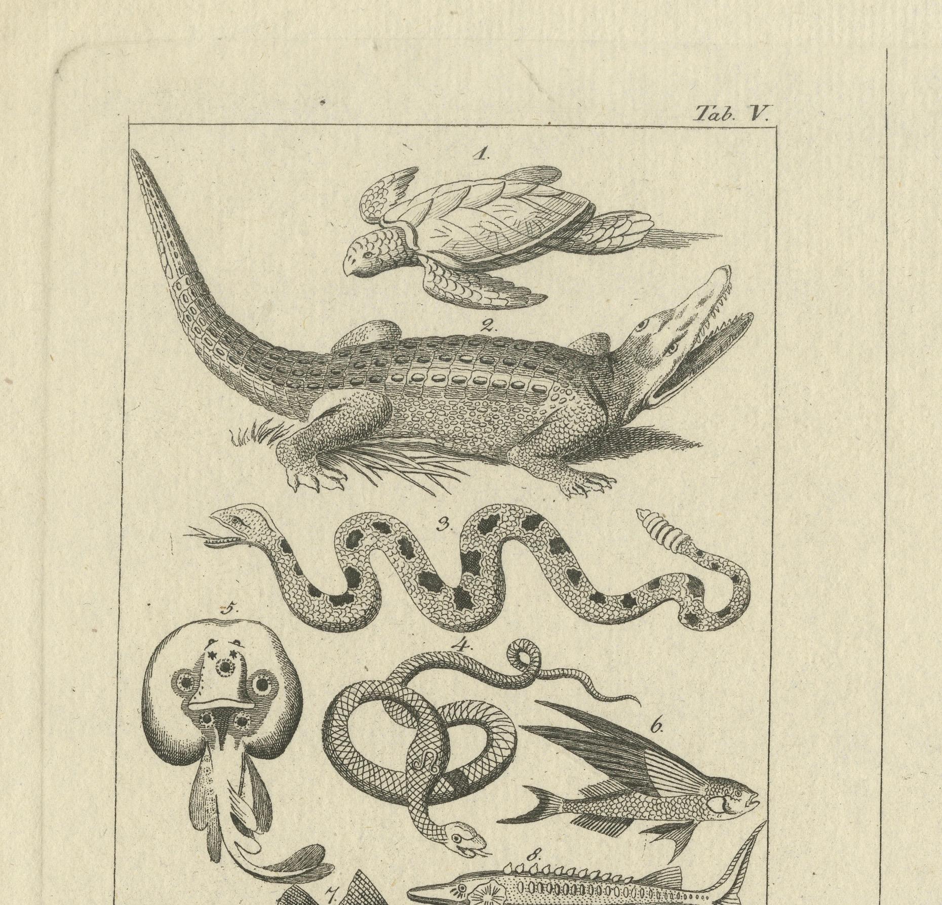 Antique Zoological Engravings of Reptiles, Fish & Insects, c.1800 (19. Jahrhundert) im Angebot