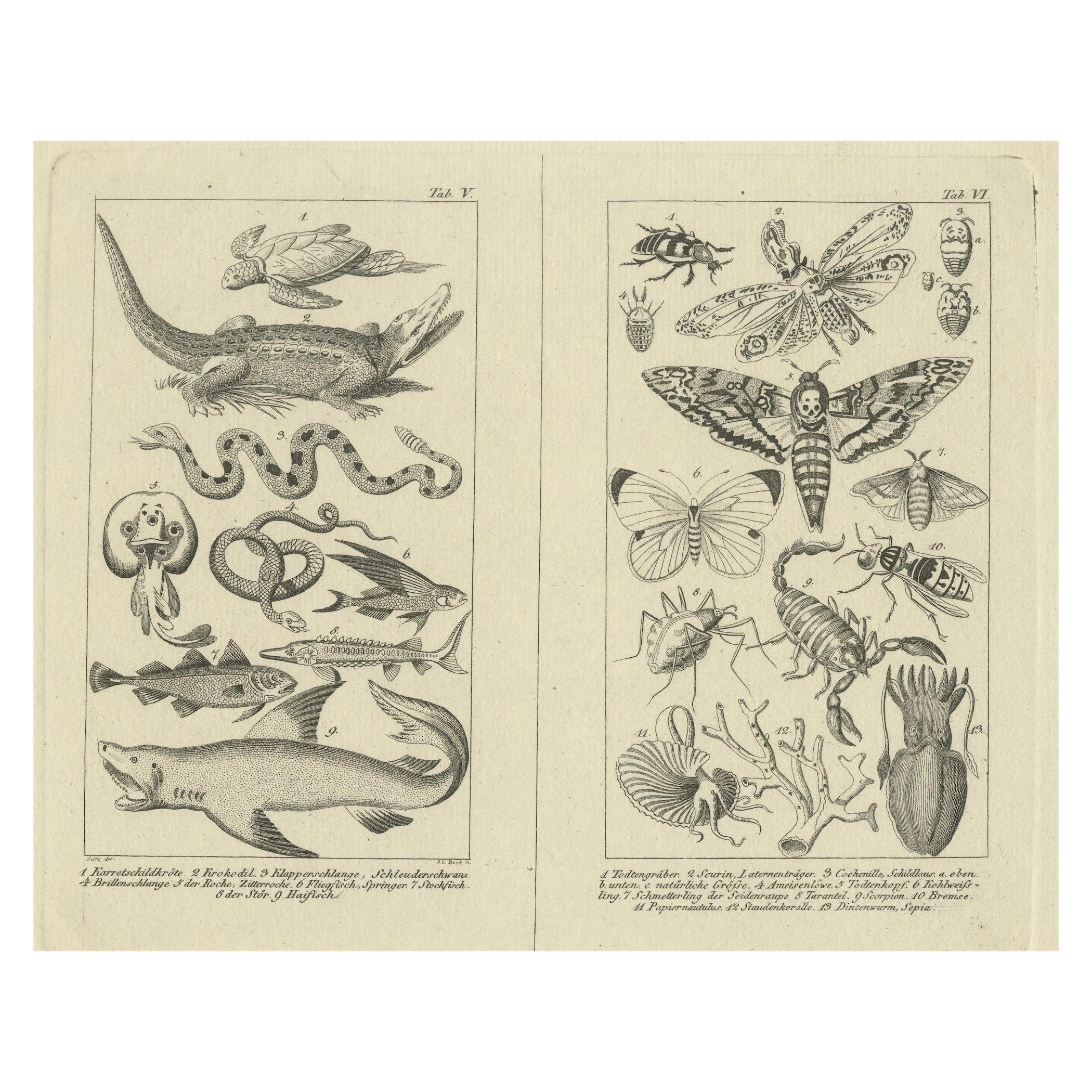 Antique Zoological Engravings of Reptiles, Fish & Insects, c.1800