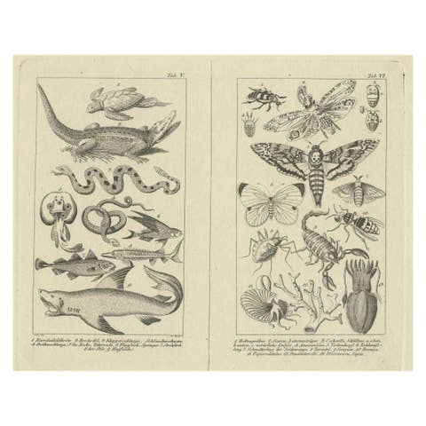 Antique Zoological Engravings of Reptiles, Fish & Insects, c.1800