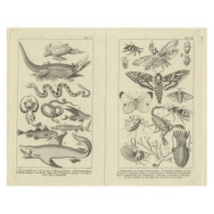 Antique Zoological Engravings of Reptiles, Fish & Insects, c.1800