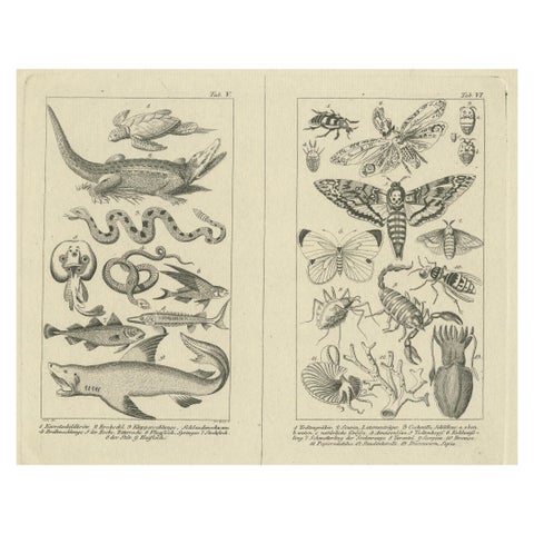 Antique Zoological Engravings of Reptiles, Fish & Insects, c.1800