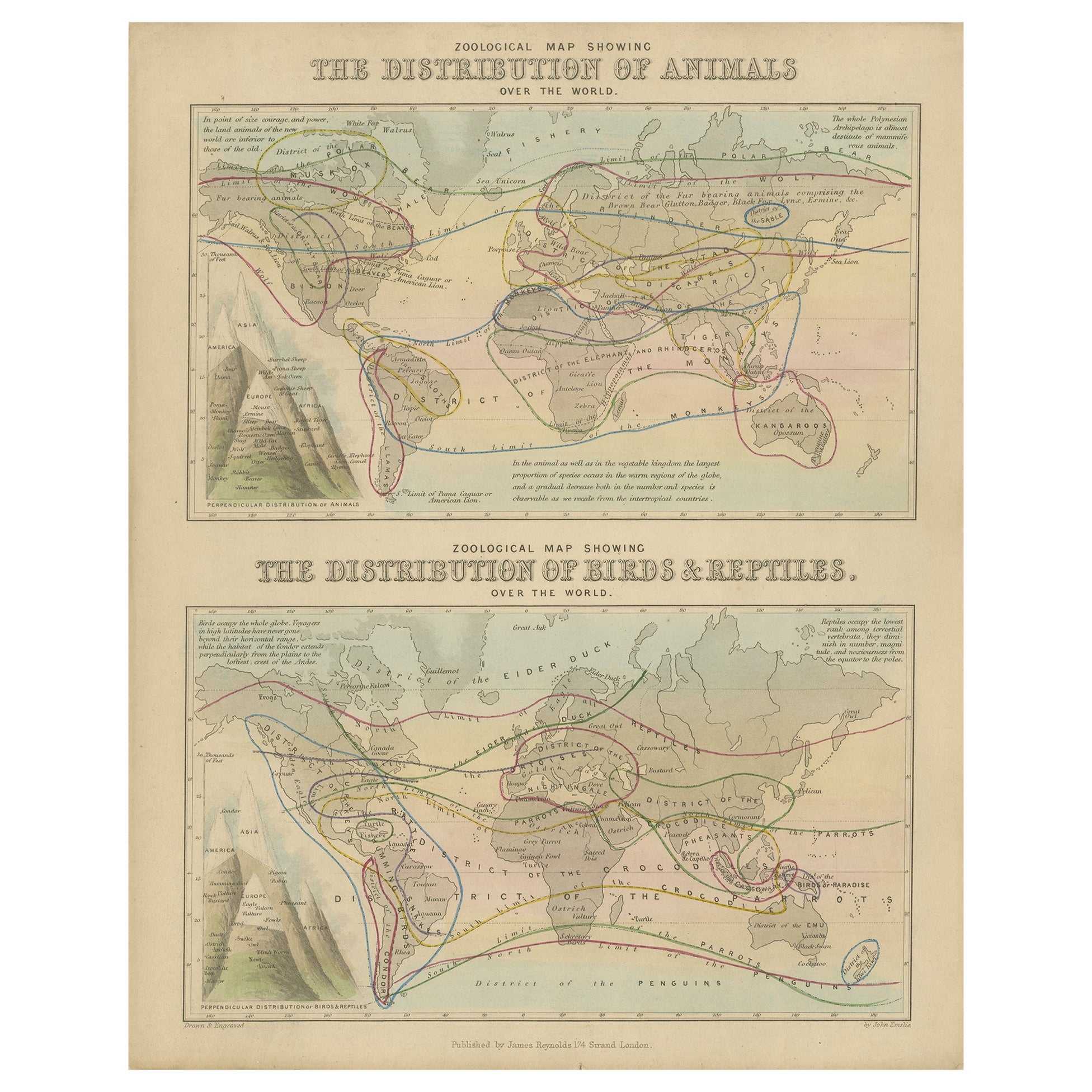 Antique Zoological Map, 1843