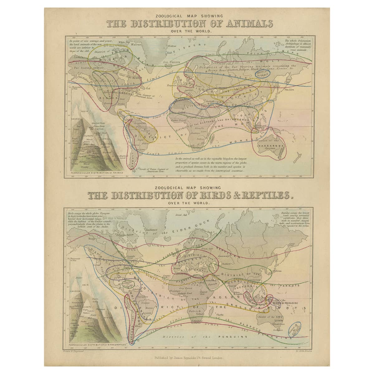 Antique Zoological Map, 1843