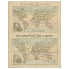 Antique Zoological Map, 1843