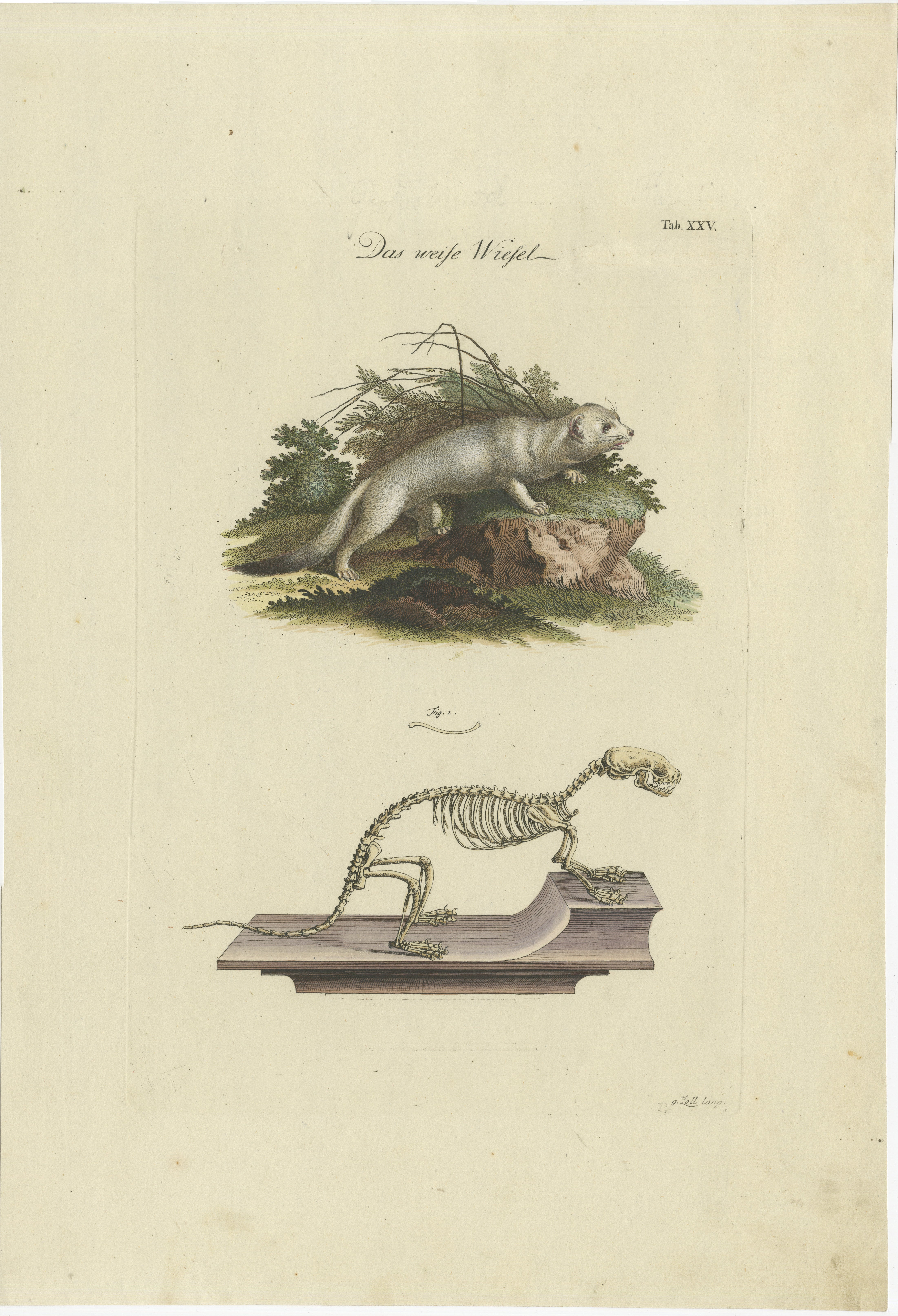This rather large original antique engraving on strong paper depicts two images: one of a weasel in its natural habitat and another of its skeletal structure. 

The German title 