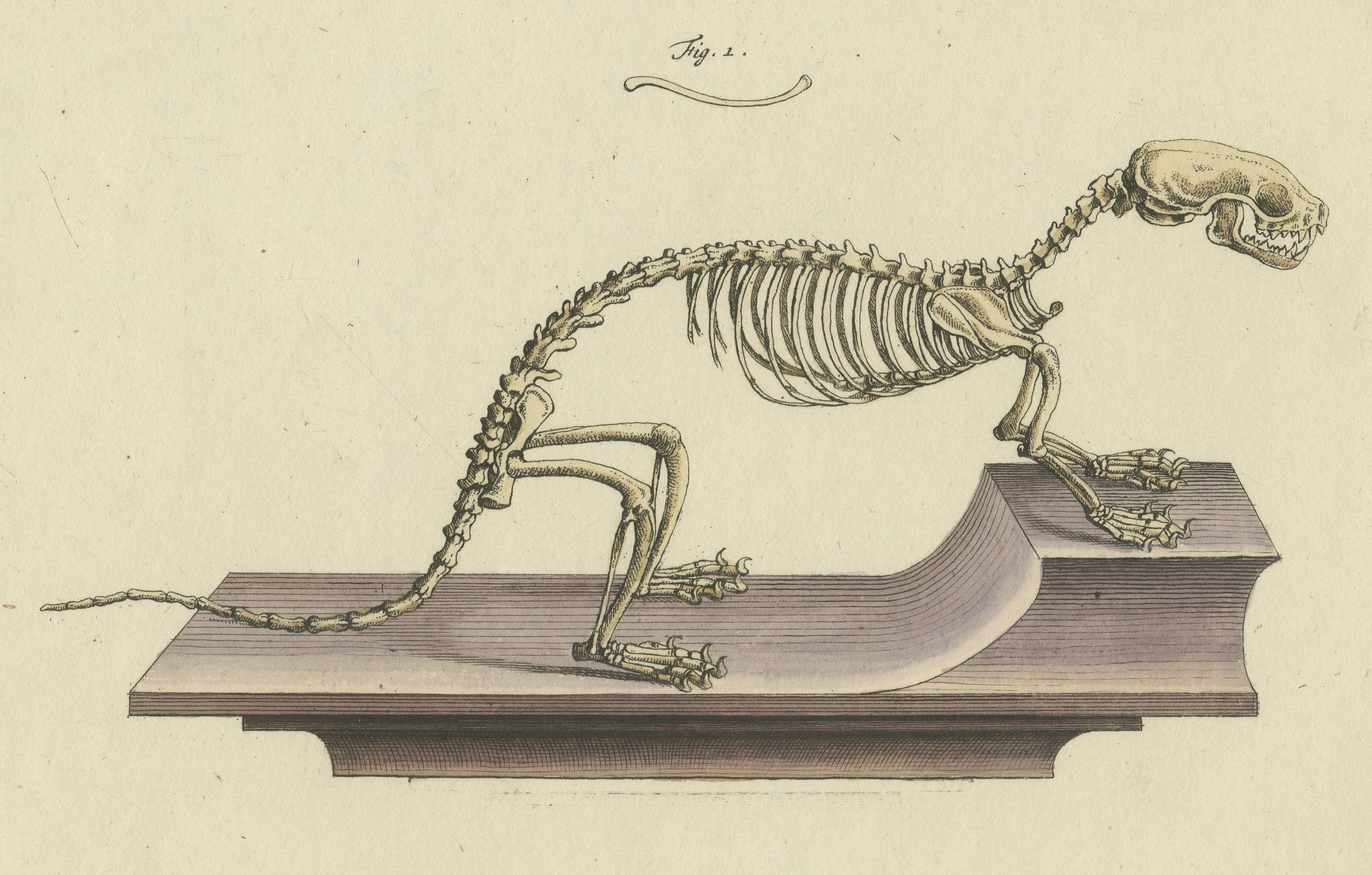 Engraved Antique Zoological Study: Weasel Anatomy, 18th Century Handcolored Print, c.1750 For Sale