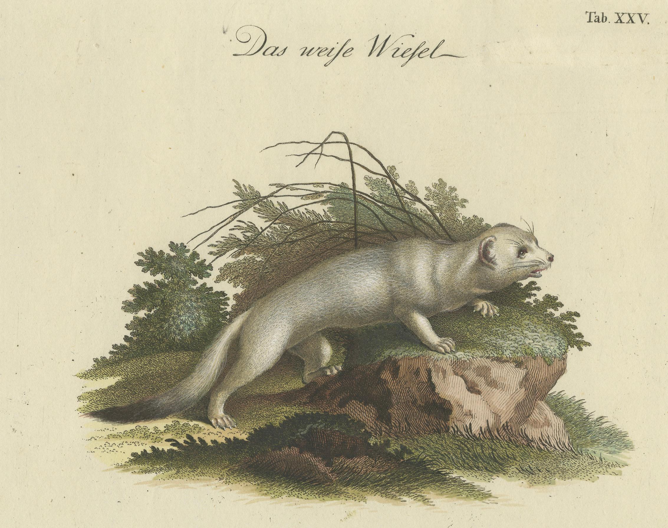 Mid-18th Century Antique Zoological Study: Weasel Anatomy, 18th Century Handcolored Print, c.1750 For Sale