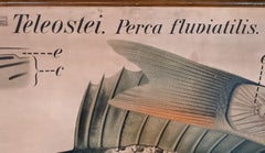 Antico diagramma zoologico da parete