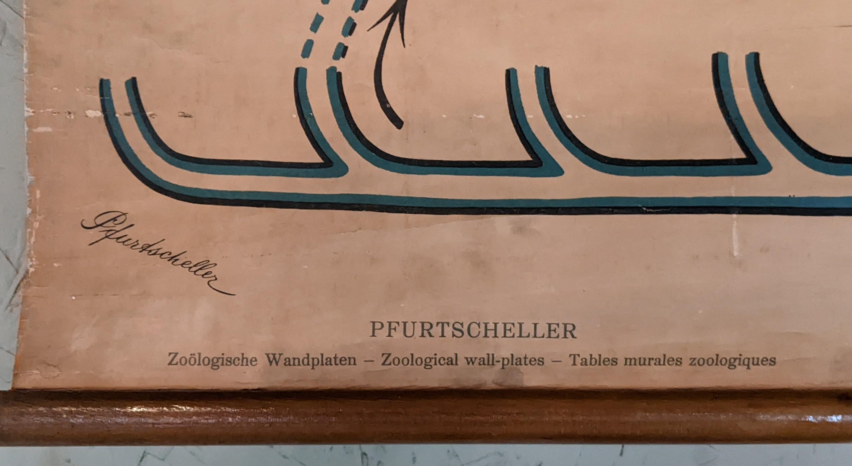 Antike Zoologische Wandtafel (Leinen) im Angebot