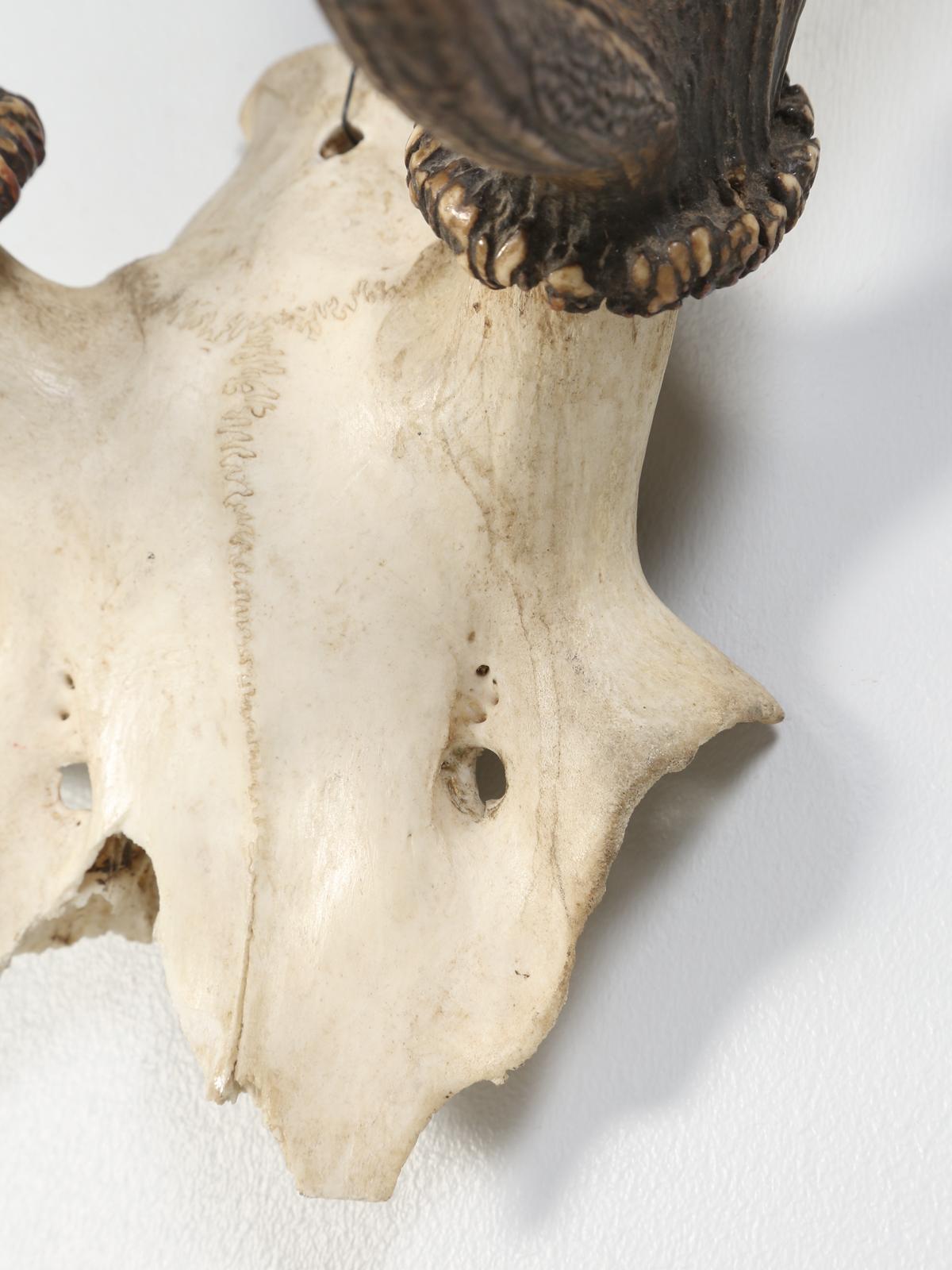 Antler 8-Point Mount from Southwestern France Circa 1960's For Sale 3