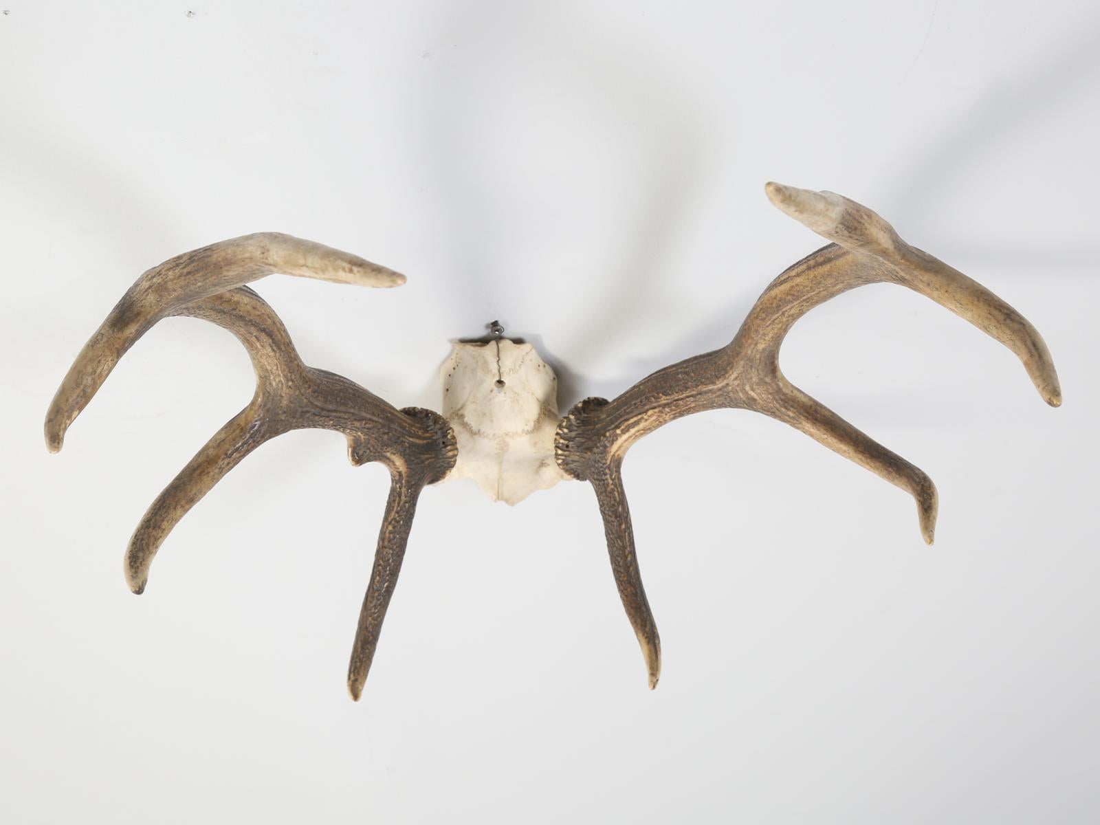 Antler 8-Point Mount from Southwestern France Circa 1960's For Sale 5