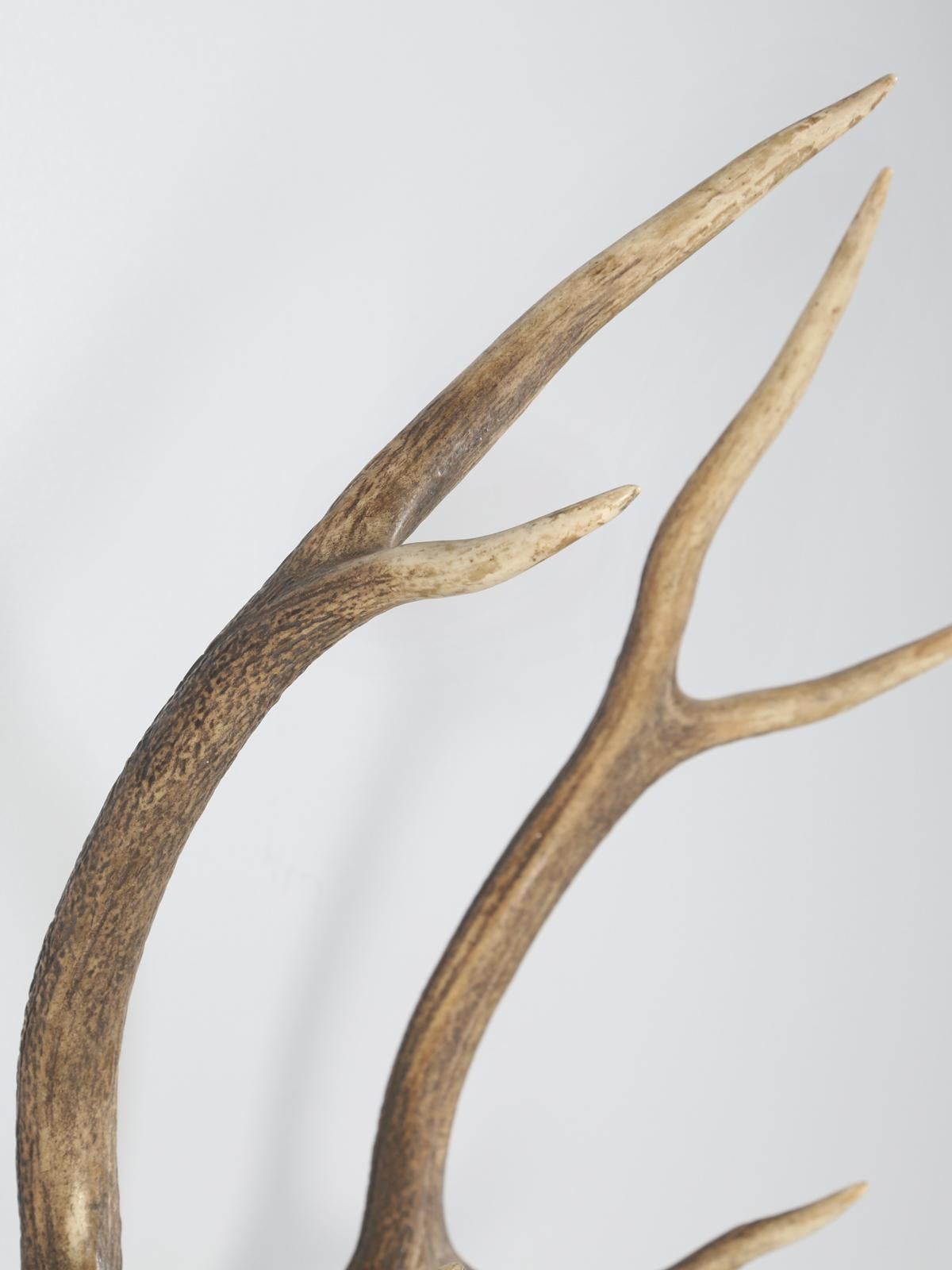 Antler 8-Point Mount from Southwestern France Circa 1960's For Sale 6