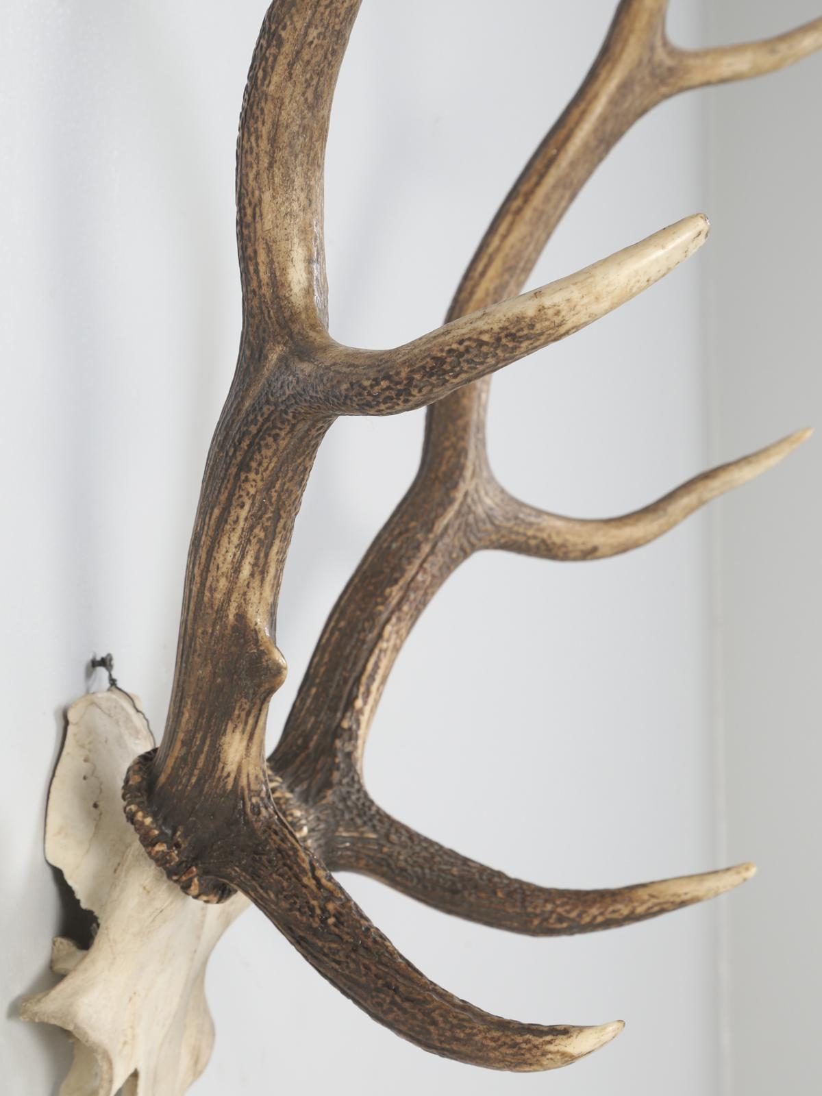 Antler 8-Point Mount from Southwestern France Circa 1960's For Sale 7
