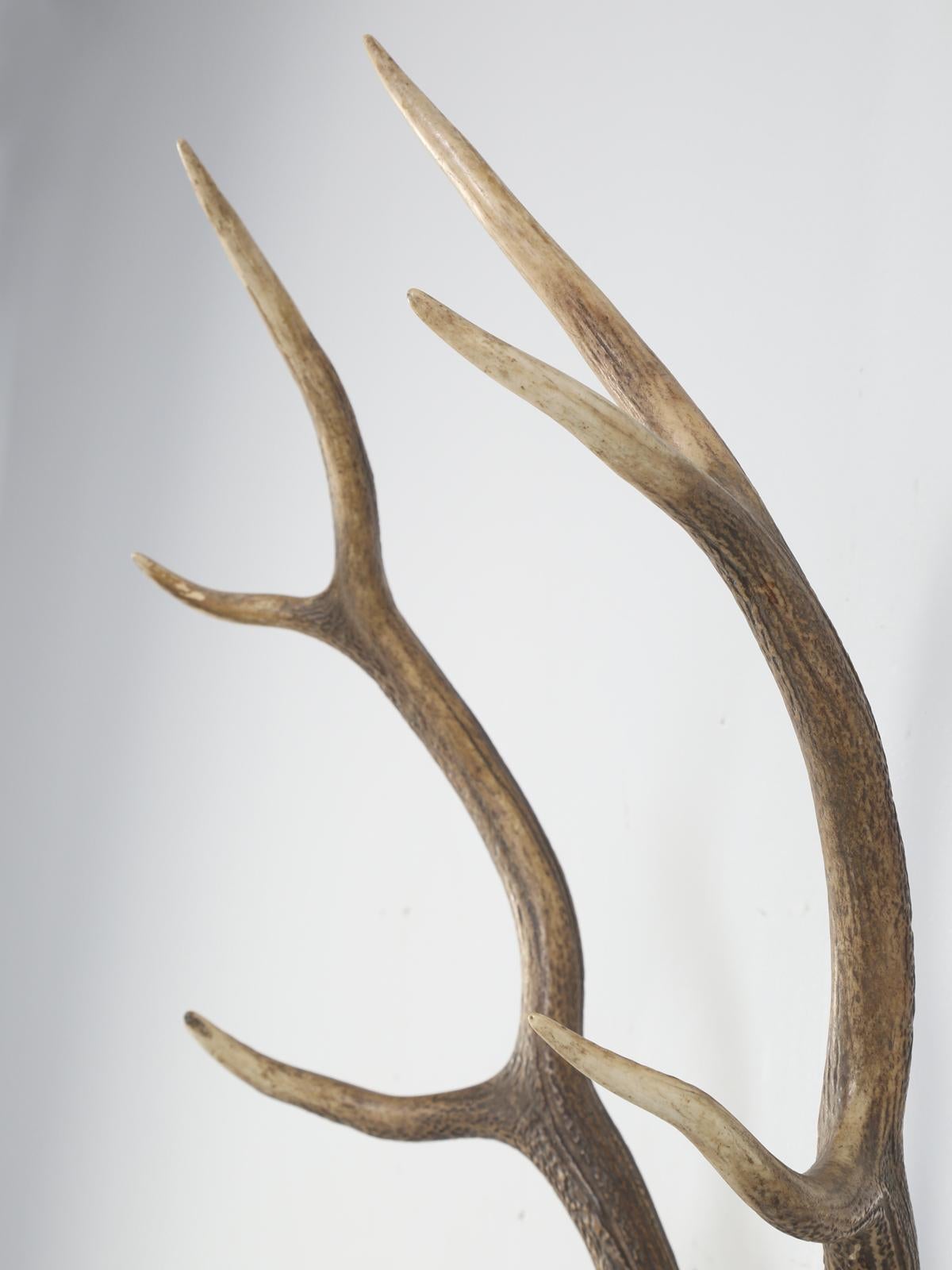 Antler 8-Point Mount from Southwestern France Circa 1960's For Sale 8