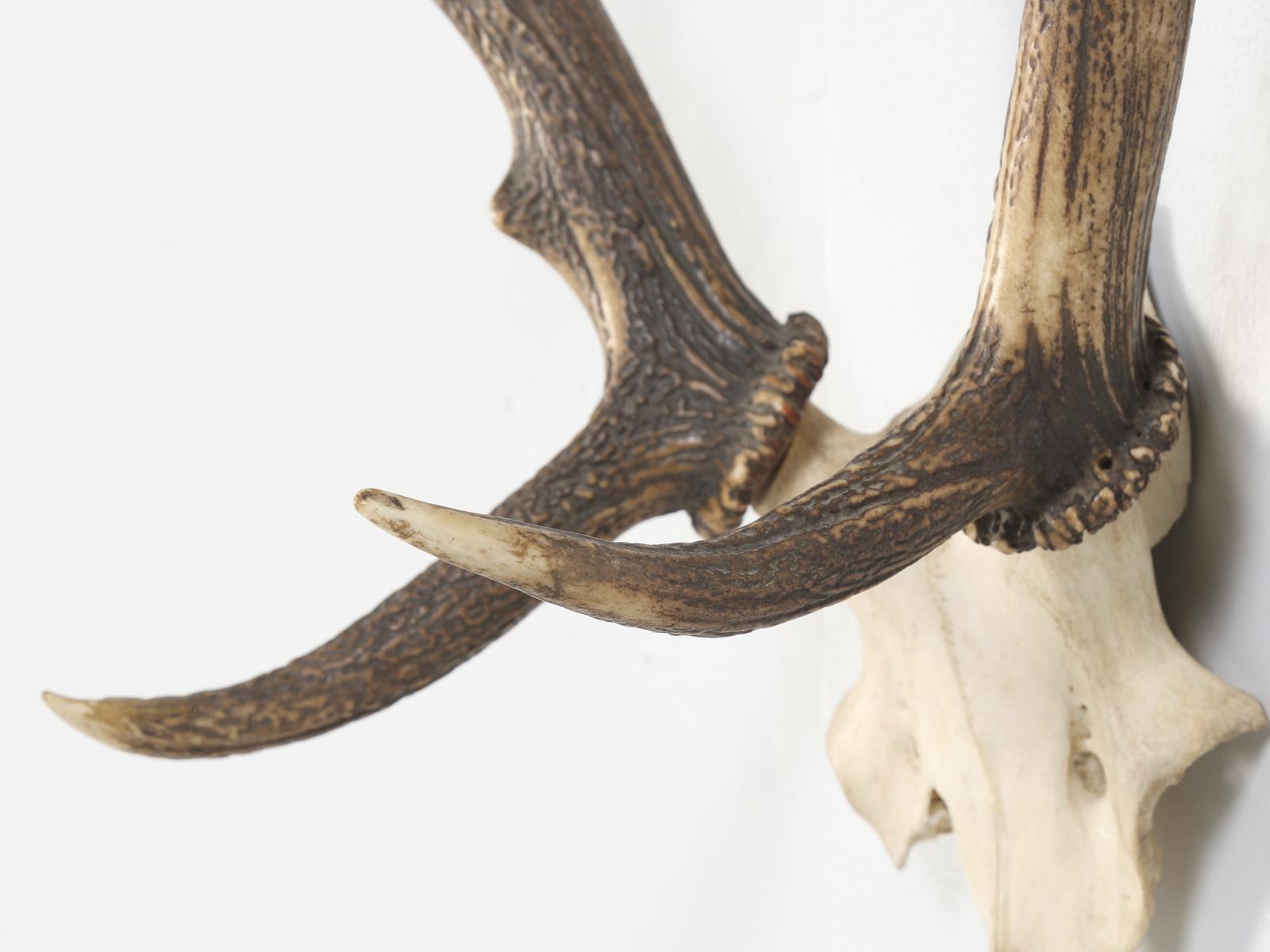Antler 8-Point Mount from Southwestern France Circa 1960's For Sale 9
