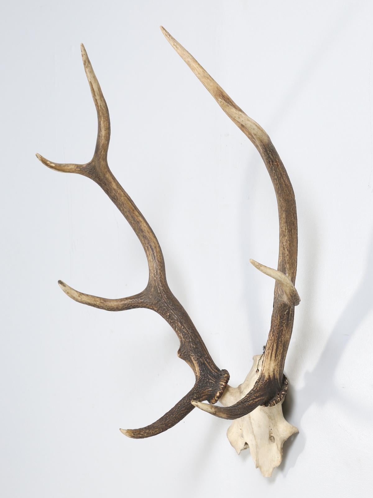 Vintage Set of 8-Point Antlers from Southwestern Region of France and from a small collection of Antlers we were able to source. We believe they are from the 1960's and are a perfect size to decorate with, for they are not so large as to dominate a