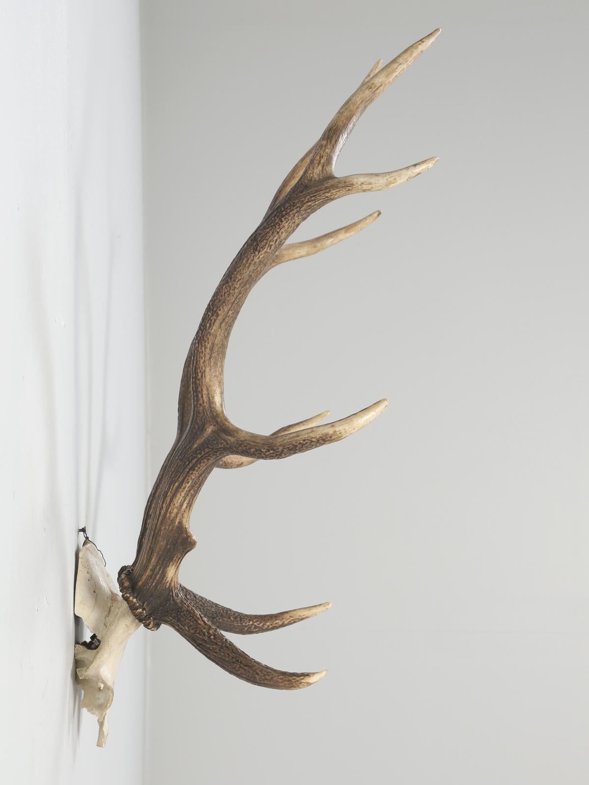 Country Antler 8-Point Mount from Southwestern France Circa 1960's For Sale