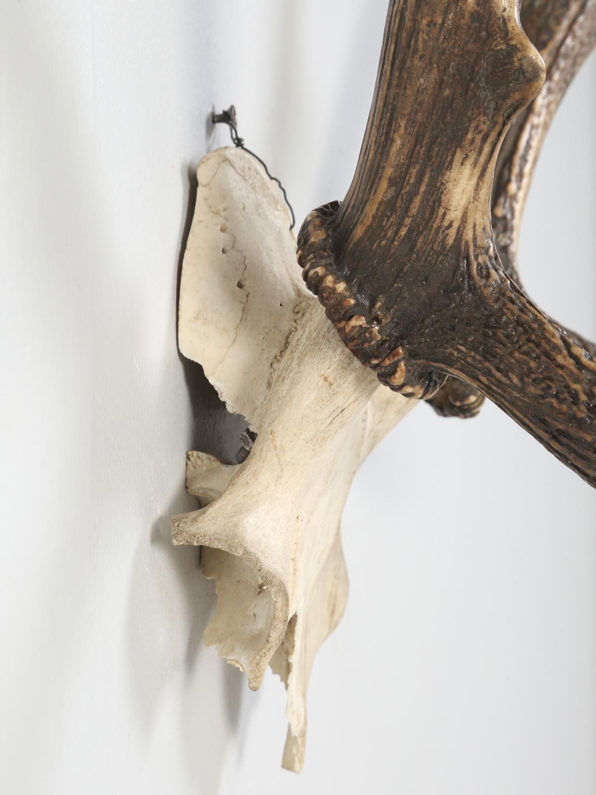 French Antler 8-Point Mount from Southwestern France Circa 1960's For Sale