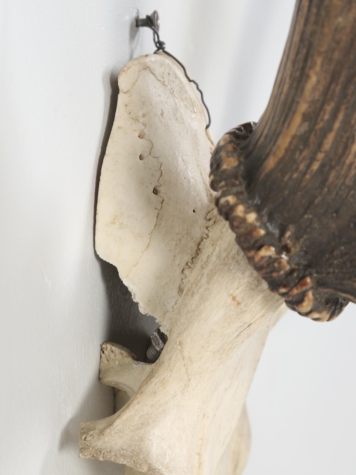 Bleached Antler 8-Point Mount from Southwestern France Circa 1960's For Sale