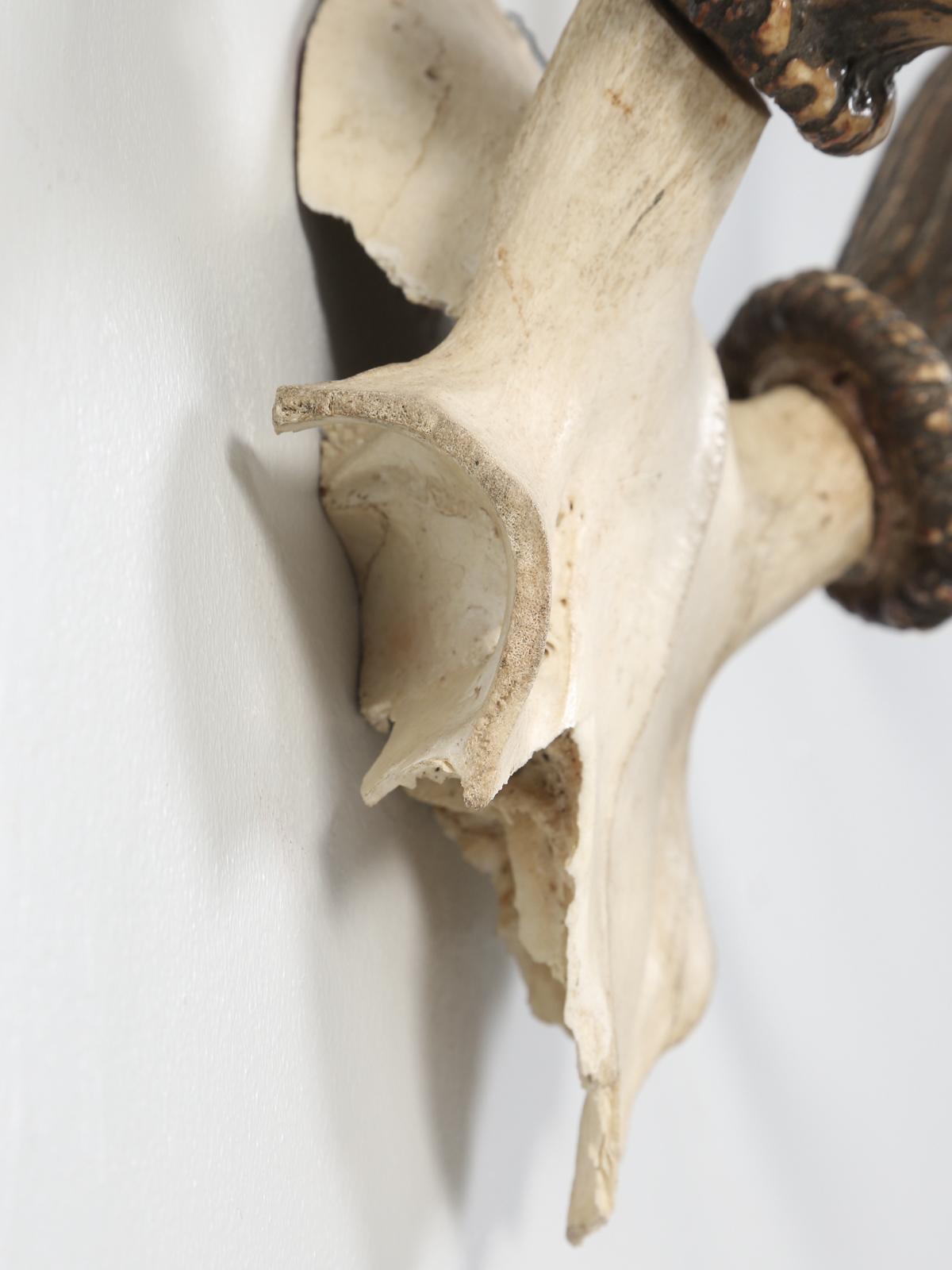 Antler 8-Point Mount from Southwestern France Circa 1960's In Good Condition For Sale In Chicago, IL
