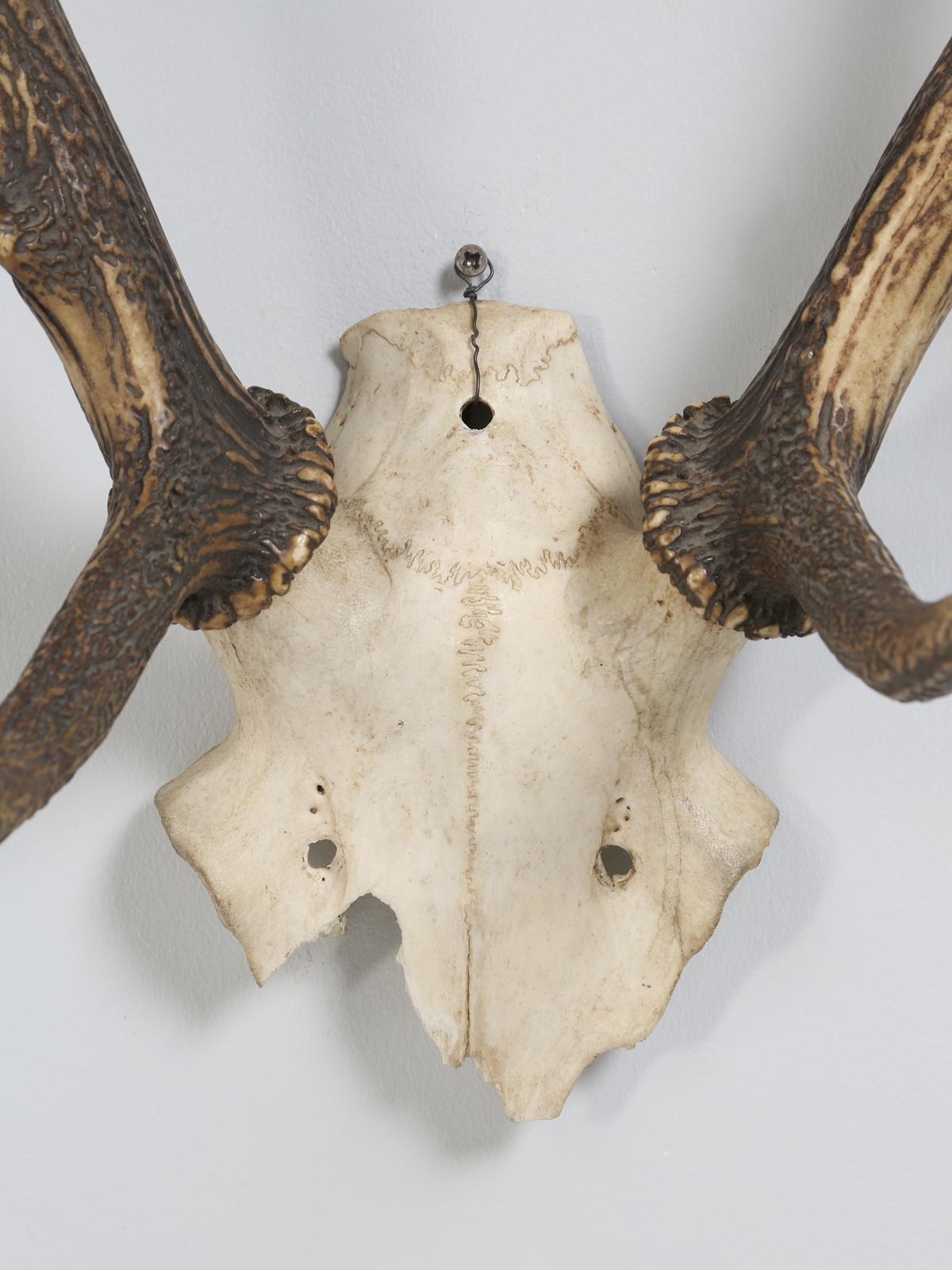 Mid-20th Century Antler 8-Point Mount from Southwestern France Circa 1960's For Sale
