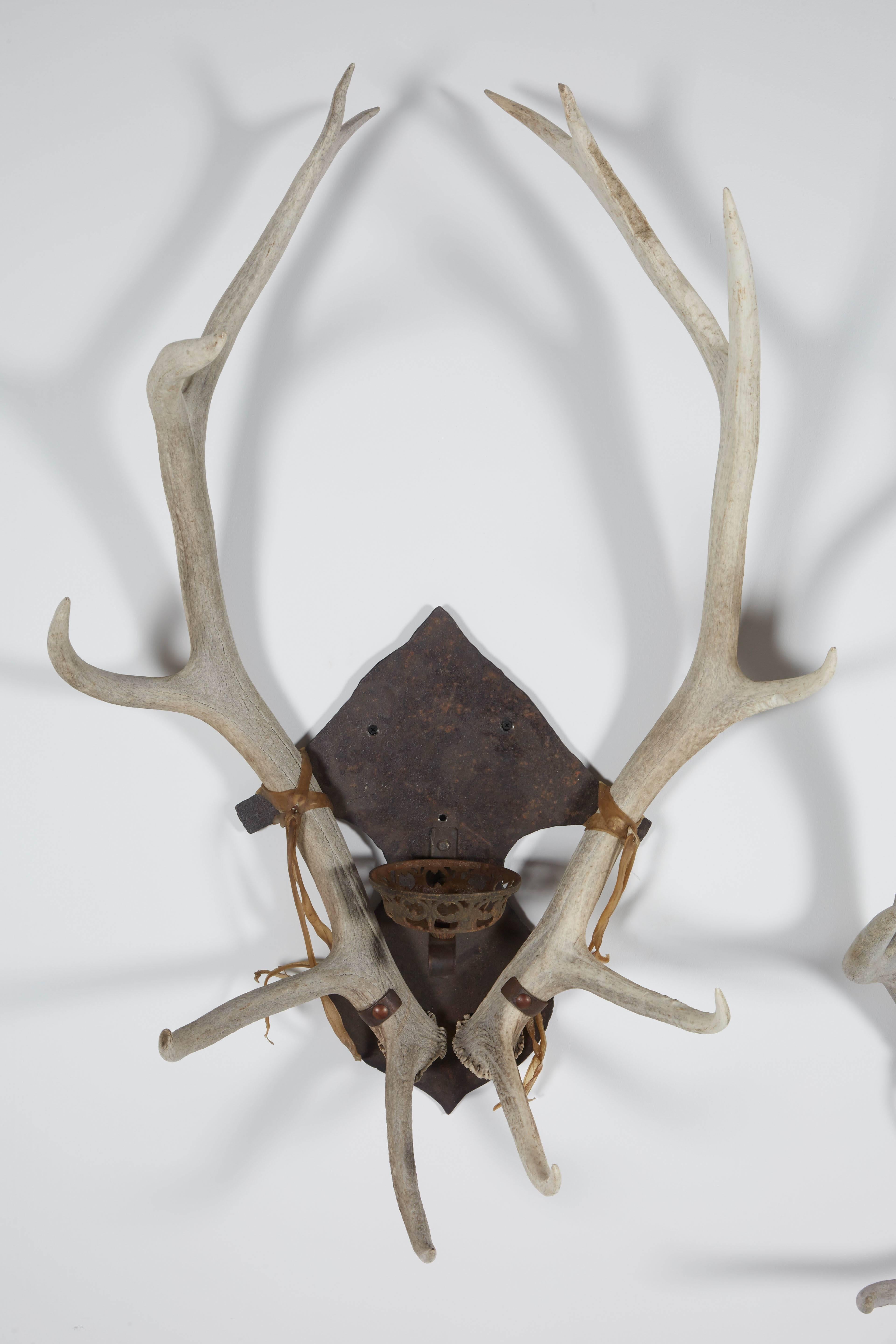 Antler and Iron Sconce Pair For Sale 2